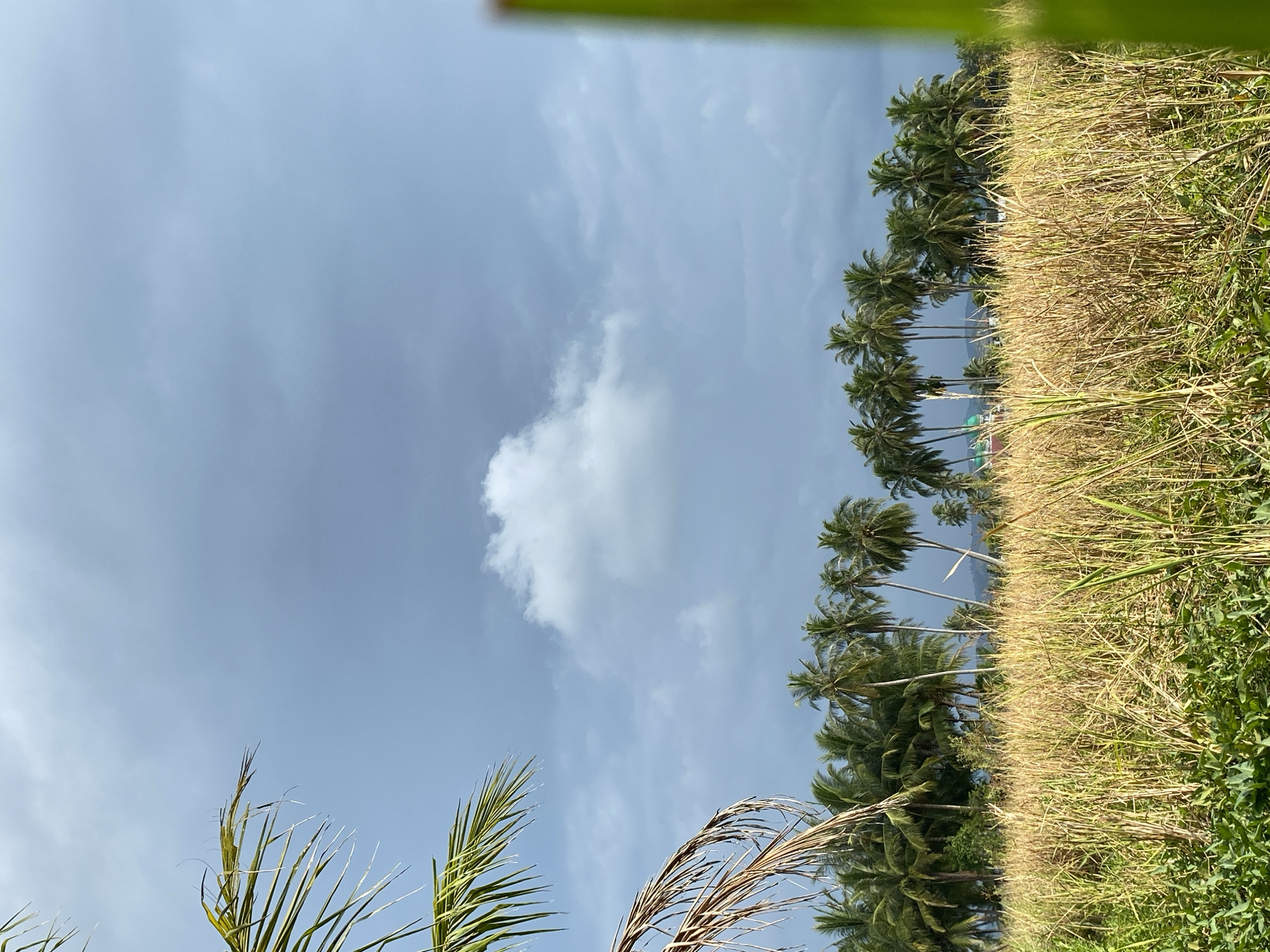 The image depicts a tropical landscape in Cotgadong, Indonesia, under a cloudy sky. In the foreground, tall, dry grass and some green vegetation dominate the scene, creating a textured field. Behind this field, a line of coconut palm trees stretches across the mid-ground, their fronds catching the light. In the distance, hints of structures, possibly buildings with green roofs, are visible amidst the palms, along with rolling hills. The sky is filled with a mix of dark, heavy clouds and a few brighter, scattered white clouds, suggesting an overcast or potentially stormy day. The overall impression is one of a rural, natural environment with a distinct Southeast Asian atmosphere. There are no people or animals visible in the image.