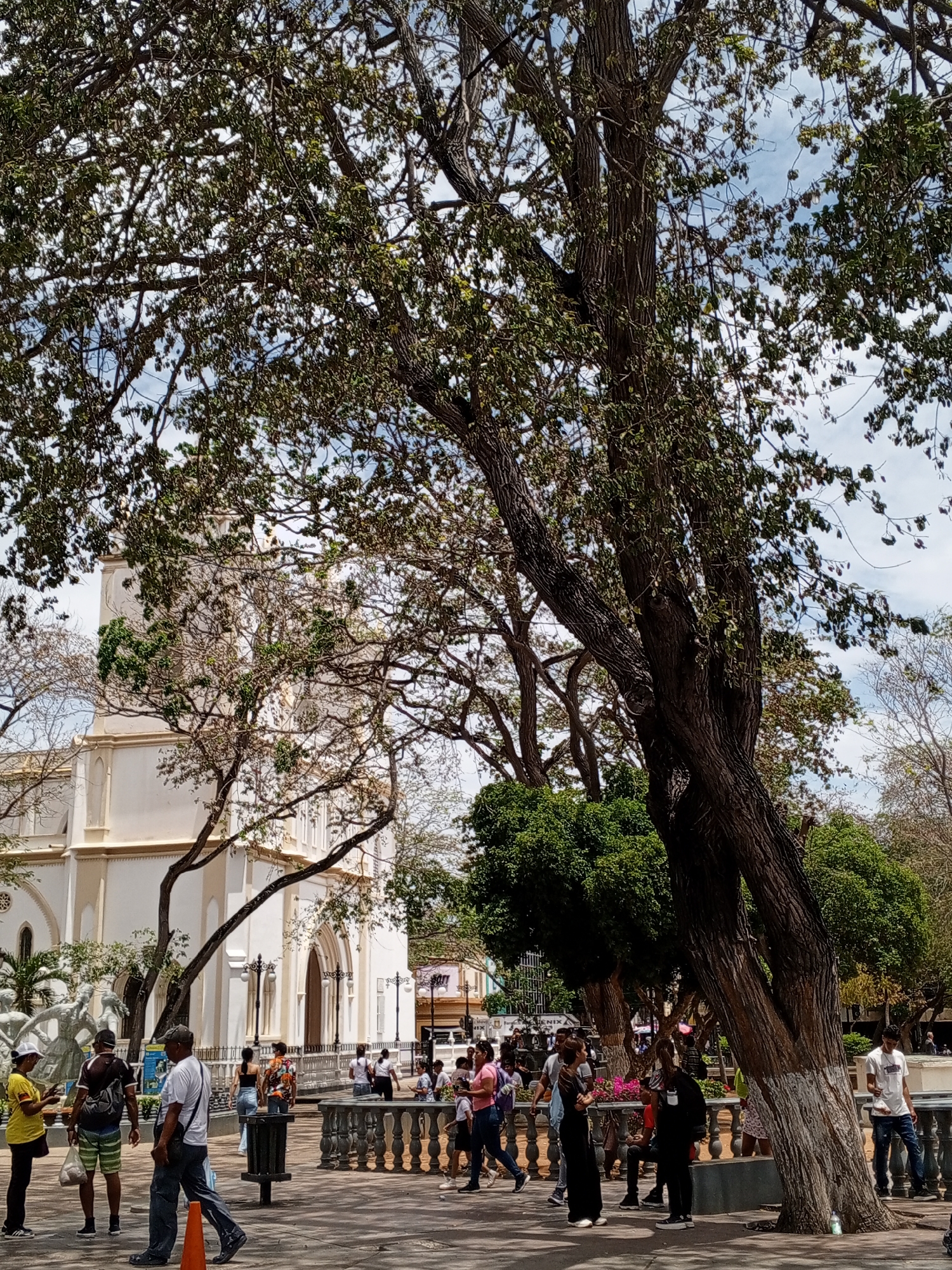 This image captures a vibrant daytime scene in a town plaza, identified as Porlamar, Venezuela. Numerous people are present, engaged in various casual activities such as walking, standing, and conversing. Both adults and some children are visible throughout the paved square.
Several large, mature trees dominate the foreground and midground, featuring thick, textured trunks and dense canopies of green leaves that partially obscure the bright, cloudy sky. One prominent tree in the lower right has a distinctive white painted section at its base.
In the background on the left, a large, ornate white church stands out with its classical architectural style, including columns, arched doorways, and subtle yellow or gold trim. A multi-figure statue or sculpture is situated near the church's base. The plaza also features stone railings or balustrades, a dark trash bin, and a bright orange traffic cone.
The scene is brightly lit by direct sunlight, indicating a clear, sunny day. The overall atmosphere appears relaxed and bustling. Partial text "ENIX" is visible on a sign or banner in the background on the right side of the image.