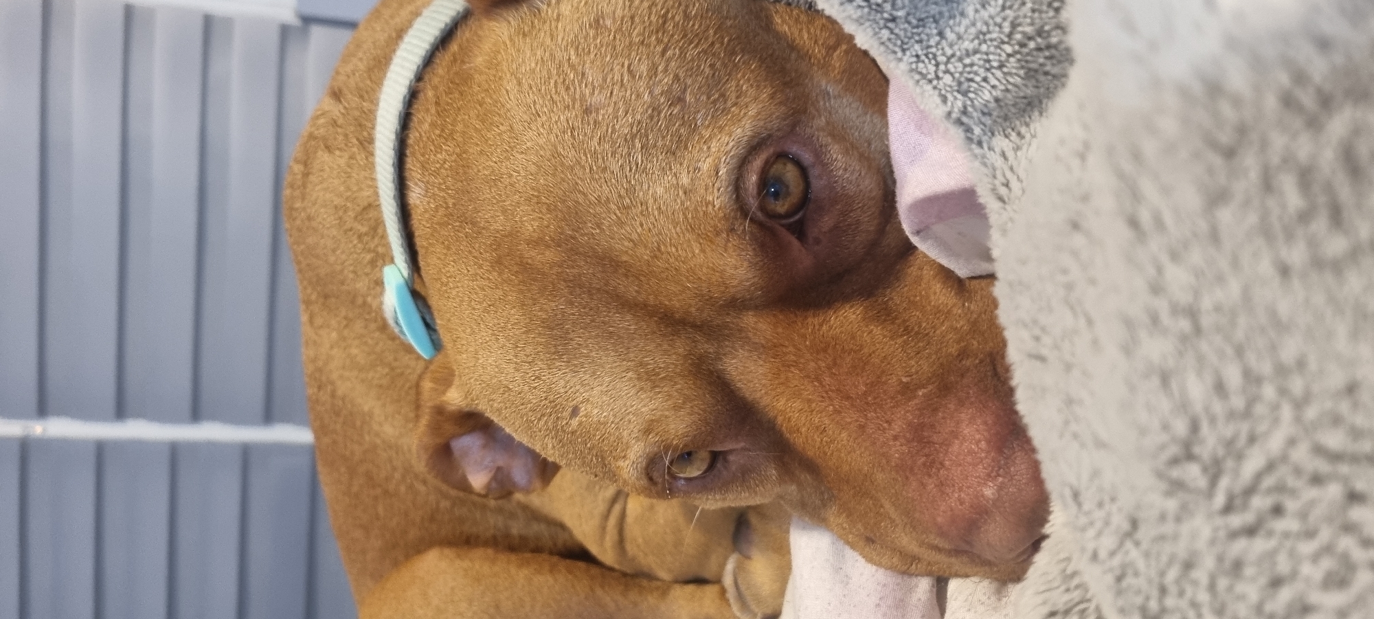 A brown dog wearing a light blue collar is partially covered by a grey blanket. The dog is indoors. The background includes a white wall with vertical grooves. The location is unknown.