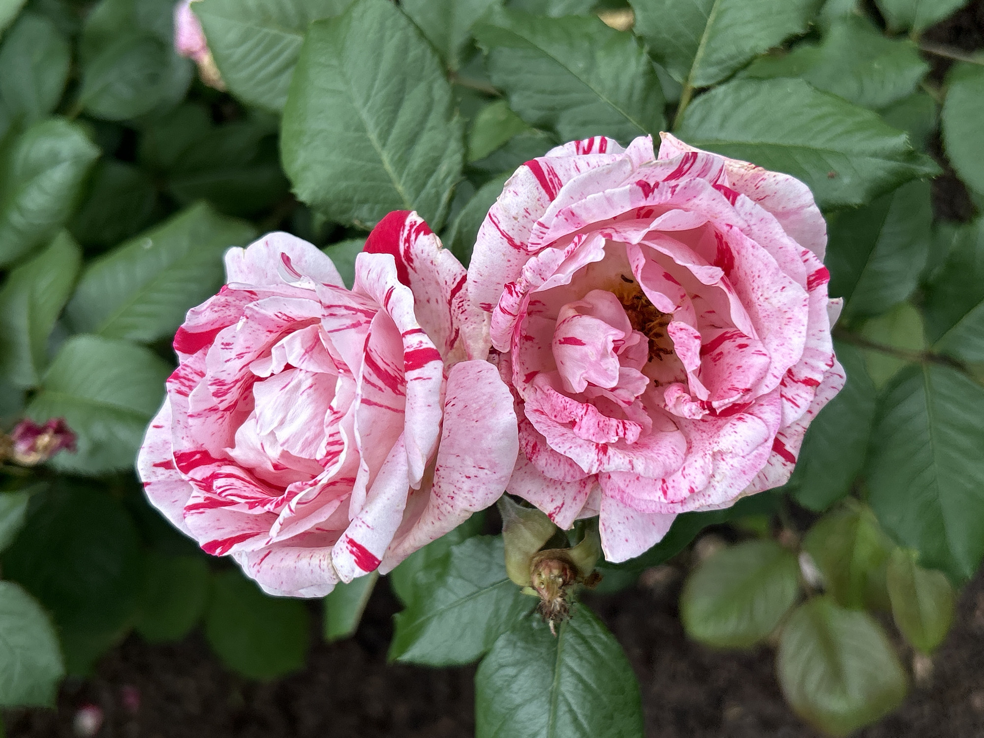 Two variegated pink and red roses are in focus, set against a backdrop of dark green foliage and soil. The roses are closely positioned, with one slightly above and to the left of the other. The petals of both roses exhibit a marbled pattern of pink and white, with striking streaks and speckles of crimson red. The rose in the foreground appears to be fully open, revealing its center, while the rose above it is partially open, showcasing its layered petals. A small, withered bud or calyx is visible on a stem between the two roses, to the left. The leaves are a deep green and appear healthy, some showing subtle veins. The lighting suggests an outdoor environment, possibly a garden or park. The image does not contain any people or discernible structures.