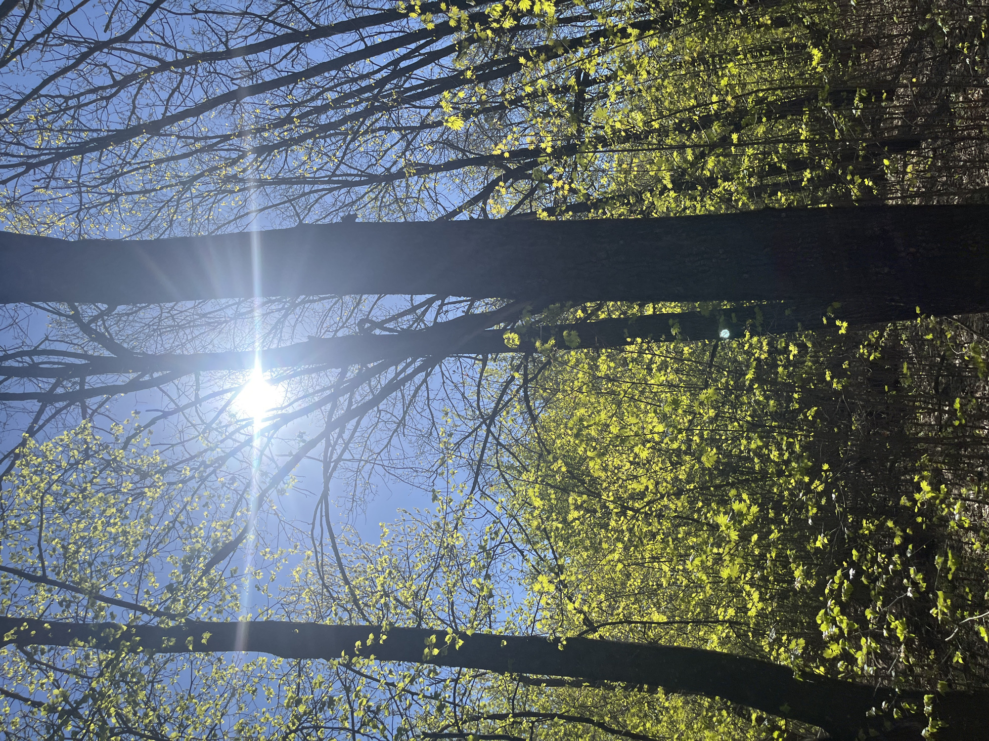 The image shows a view looking up into the sky through trees. The sky is blue, and the sun is visible, creating a lens flare effect. The trees are mostly bare, but some have small, light green leaves emerging. The location is not possible to determine from this image.
