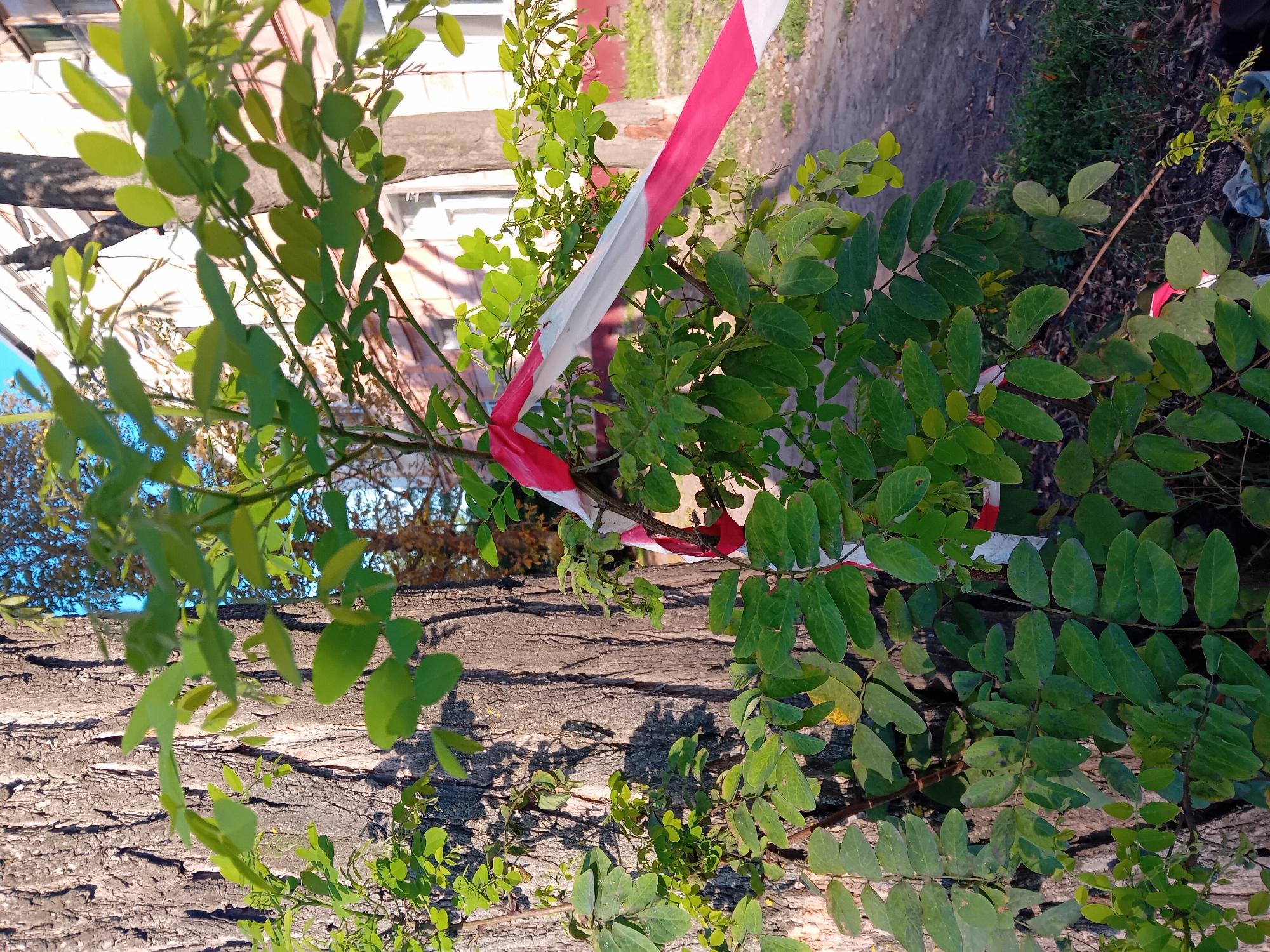 The image shows a close-up view of a tree trunk with a young tree in front of it. The young tree has bright green leaves and is wrapped with red and white caution tape. The caution tape is tied around the branches of the young tree and extends out of frame. Behind the trees, a building with light-colored walls and windows is visible, suggesting an urban or suburban setting. The ground is covered with dry leaves and some green grass. The lighting suggests it is daytime, possibly late afternoon due to the long shadows cast by the tree trunk. The specific location within Chuhuiv, Ukraine is not identifiable from the visual information provided in the image.