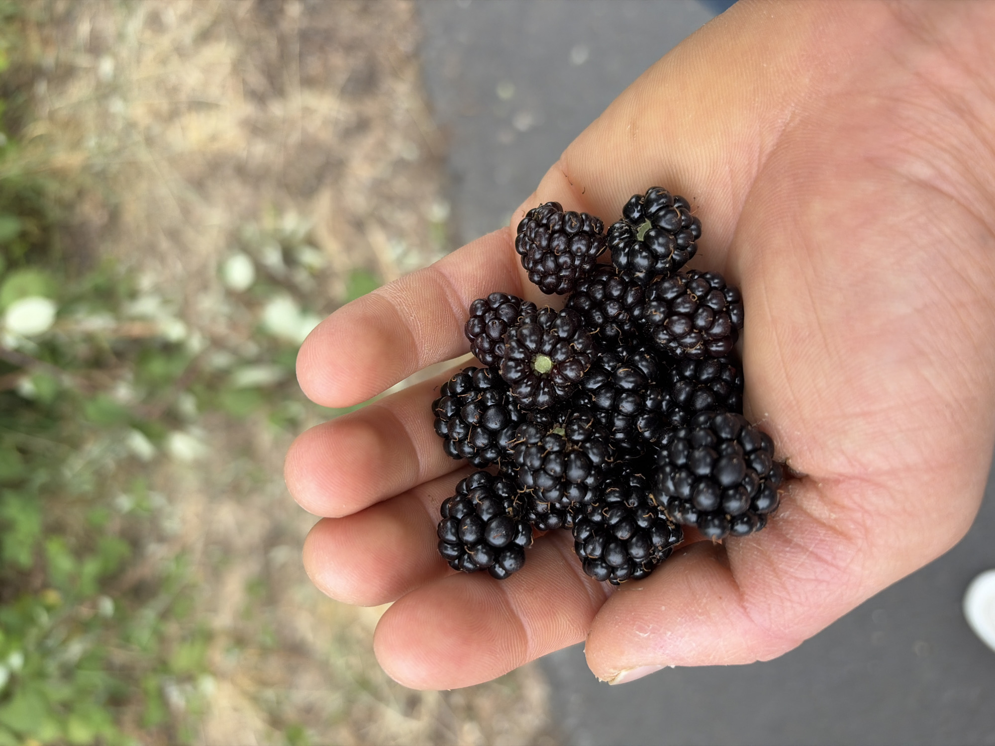 A hand holds a cluster of ripe blackberries. The hand is open, palm up, with the blackberries resting in its center. The skin of the hand appears tanned and has visible lines and creases. The blackberries are dark purple to black in color, with a bumpy, segmented surface characteristic of this fruit. They are clustered together, some overlapping. The background is blurred, showing a mix of green foliage and a dirt or gravel path, suggesting an outdoor, natural setting. The lighting appears to be natural daylight. The image is a close-up, focusing on the hand and the fruit.