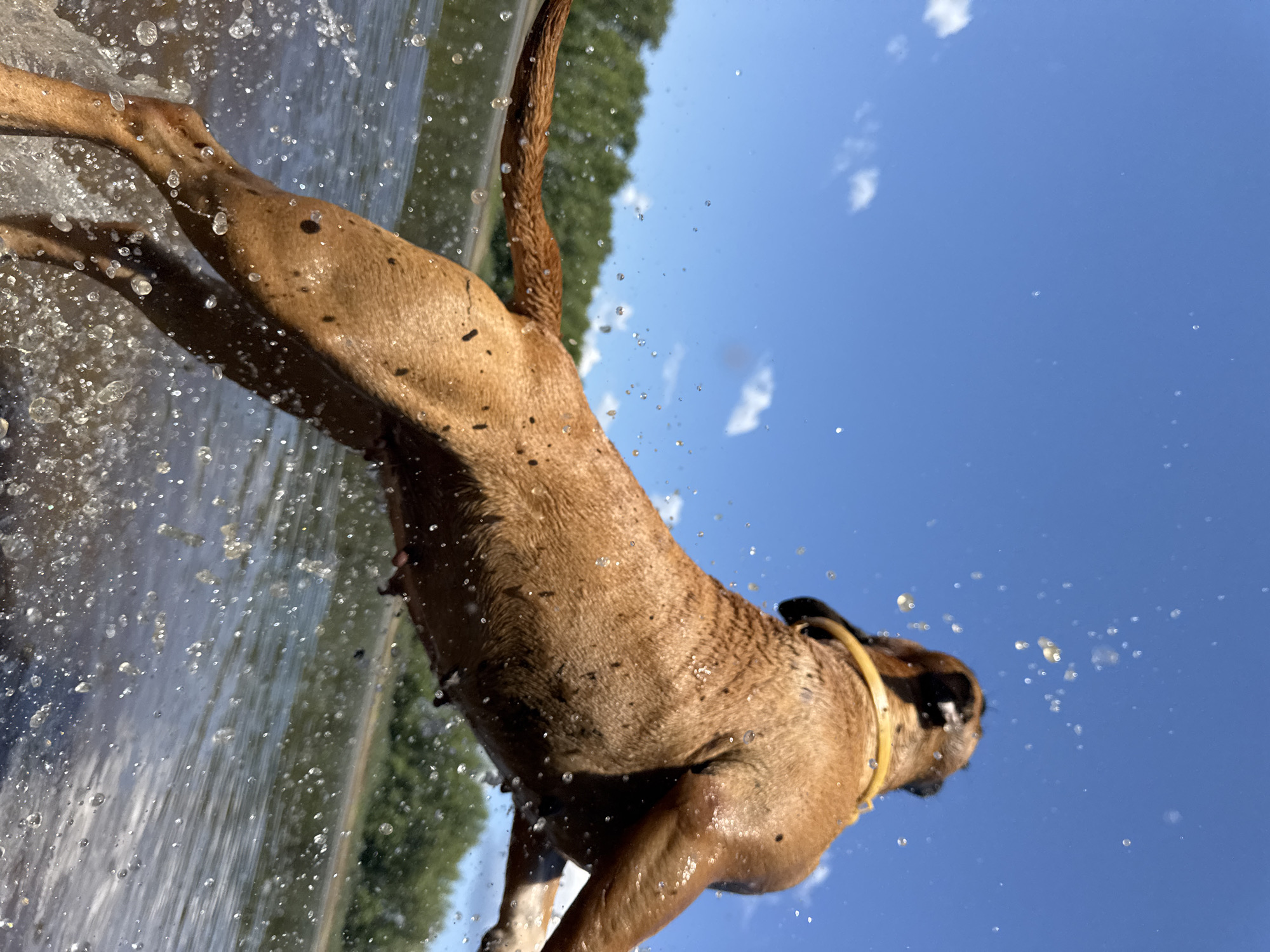 A brown dog with a yellow collar is captured mid-leap out of the water, its body angled upwards against a clear blue sky with a few white clouds. Water droplets and splashes are frozen in the air around the dog, indicating its dynamic movement. The dog's fur appears wet and is speckled with dark debris. In the background, a line of lush green trees borders a calm body of water, suggesting a natural outdoor setting. The image captures a moment of energetic play, likely during a sunny day.