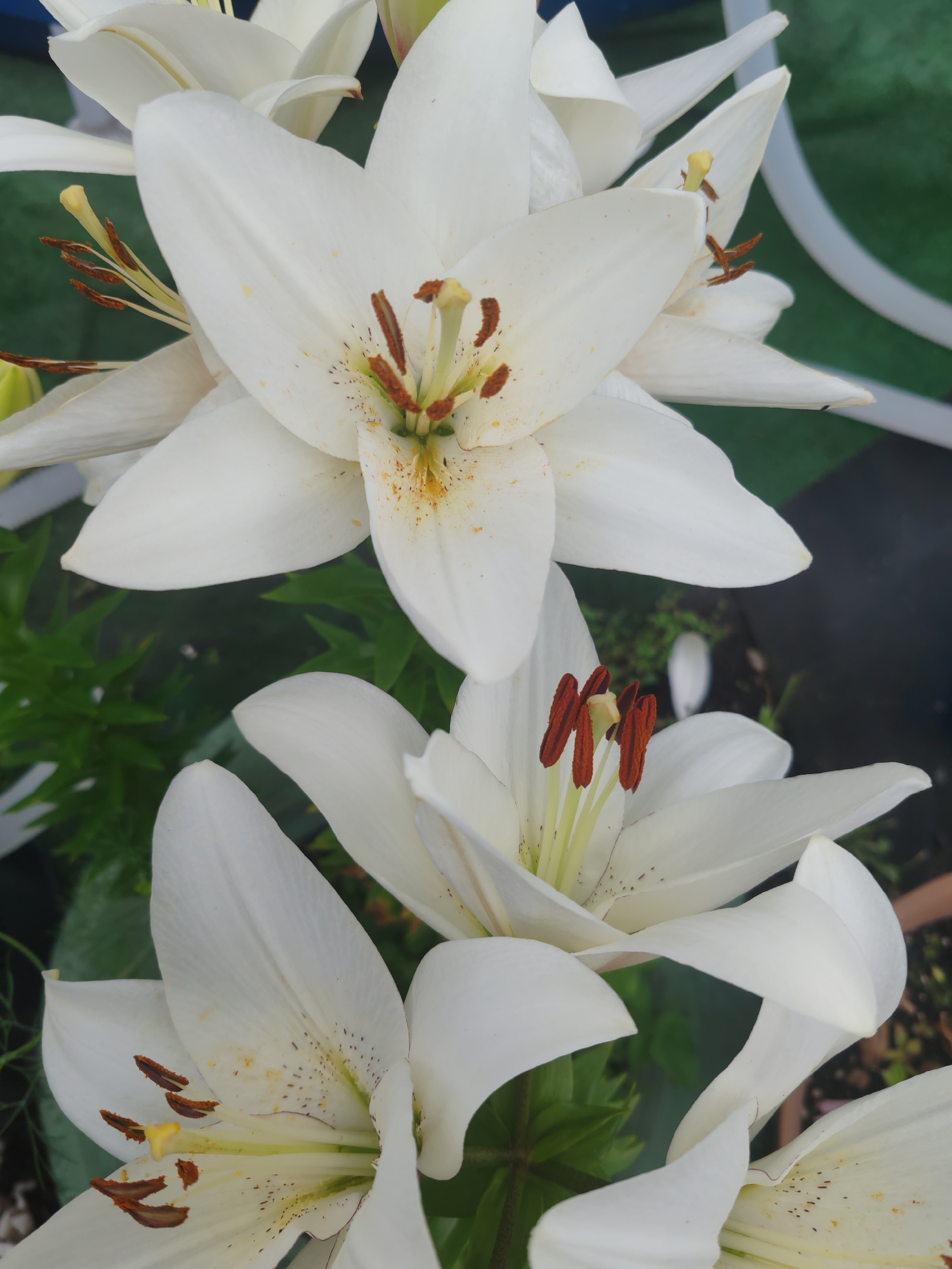 This is a close-up, vertical, eye-level shot of several white lilies. The lilies are in focus, with their petals, stamen, and pistils clearly visible. Some of the petals have subtle yellow-orange speckles. The background is blurred, showing greenery and hints of other objects, possibly a pot and a white structure, in soft focus. The scene appears to be in a garden or outdoor setting. There is no indication of the specific location within Krasnoyarsk, Russia.