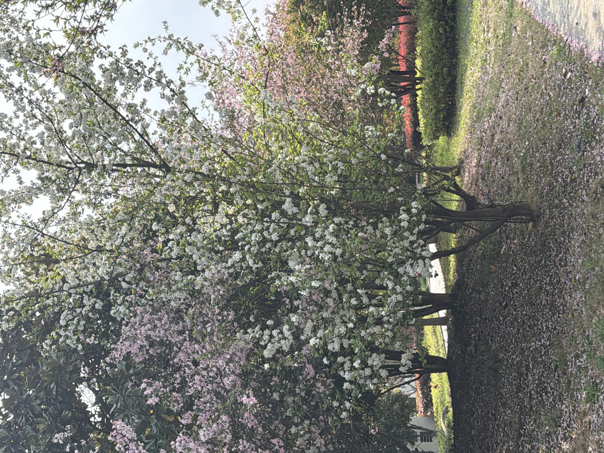 The image shows a tree in full bloom with white flowers, alongside trees with pink flowers, likely located in a park or garden setting within the Jiangning District, China. The ground is covered with fallen flower petals. Other trees and foliage are visible in the background, suggesting a natural, outdoor environment. There are two people slightly blurred in the center of the image. The focus of the image is the flowering trees.