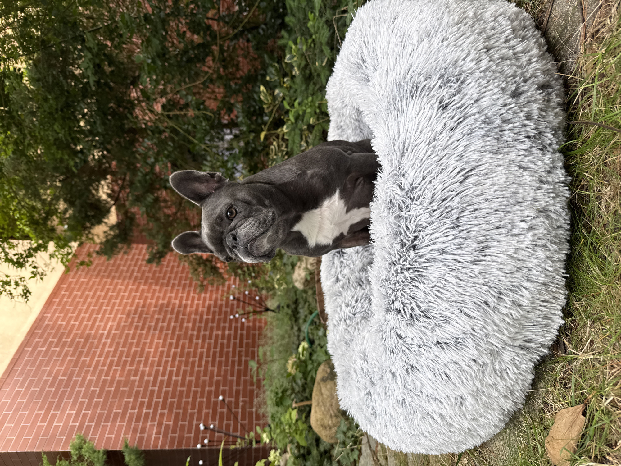 A French bulldog sits in a circular, plush grey dog bed in a garden. The dog is dark grey with white markings on its chest and face. It is looking to its left with a stern expression. The dog bed is placed on grass. In the background, there is a red brick wall to the left, and lush green foliage behind the dog and the bed. Several decorative garden lights are visible near the brick wall. The scene appears to be in a backyard or park setting, possibly in the city of Wrocław, Poland.