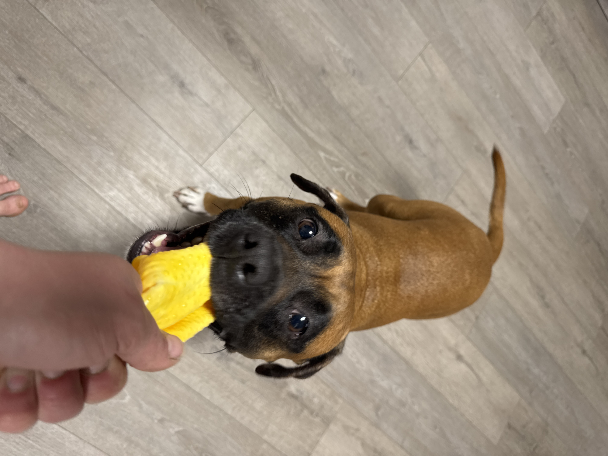 A brown boxer dog is viewed from above, lying on a gray wood-patterned floor. A human hand holds a yellow, textured object in front of the dog's mouth. The dog's head is tilted back, and its eyes are directed upwards. Part of a human foot is visible in the lower-left corner. The location cannot be determined with certainty from the image, but based on the prompt it is intended to be the city of Chaikovsky, Russia.