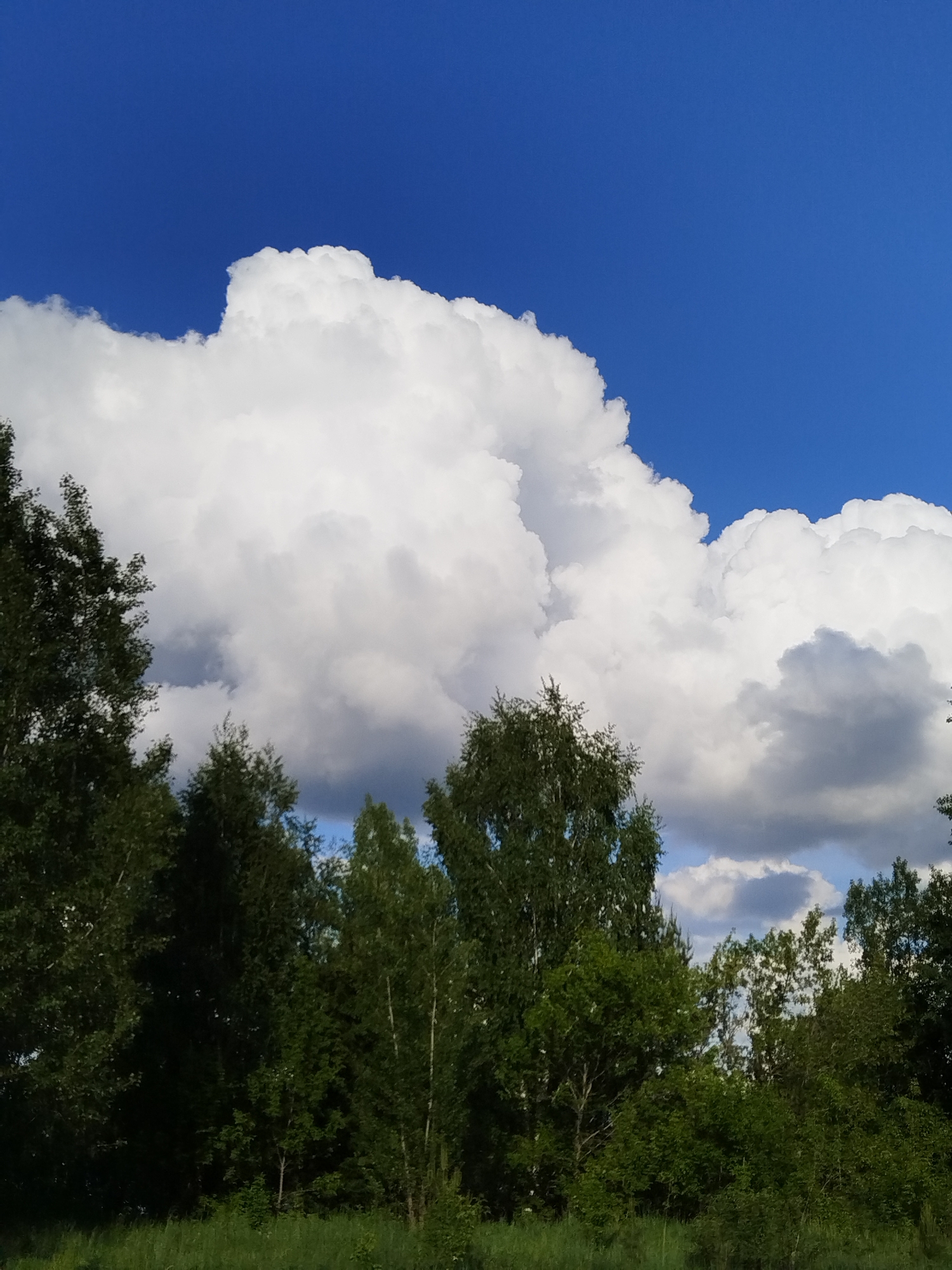 The image shows a bright, clear blue sky with large, fluffy white clouds above a forest. The trees are a deep green color. The location is Chaikovsky, Russia. There are no people visible in the image. The primary subjects are the sky, clouds, and trees. The image captures a sunny day in a natural environment.