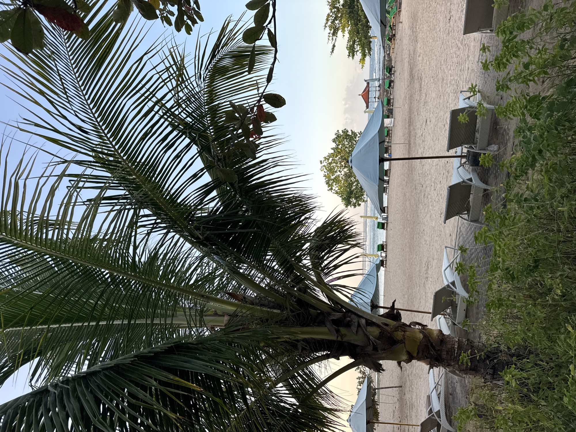 This image depicts a serene beach scene in Kuta Selatan, Indonesia, likely during the early morning or late afternoon given the soft lighting. In the foreground, the trunk and fronds of a large palm tree dominate the left side of the frame, with lush green foliage visible at the very bottom. Scattered across the sandy beach are numerous empty lounge chairs and open umbrellas, suggesting a resort or public beach area. The umbrellas are predominantly light blue, and some lounge chairs are white wicker. In the background, the ocean is visible with gentle waves and a clear sky, and a traditional Balinese-style pavilion with a red roof stands near the water's edge. There are no people visible in the frame.