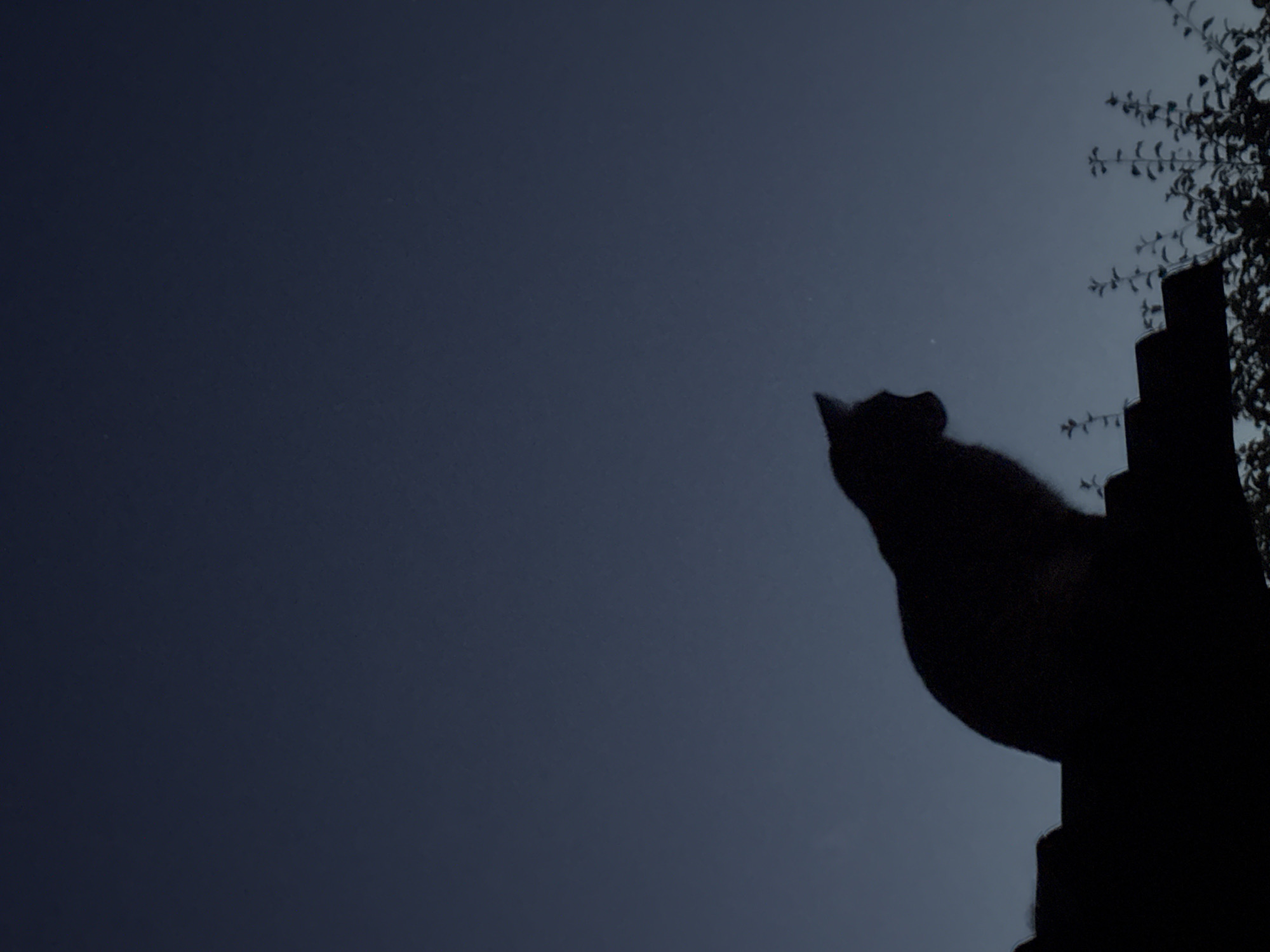 A silhouetted black cat sits on a dark roof, its body facing to the right, with its head turned slightly to the left, looking upwards. The cat is positioned in the lower-left quadrant of the image, with ample space of a dark blue sky above. Below the roof, there are faint outlines of branches and leaves from trees or bushes. The scene appears to be outdoors at dusk or during twilight, as indicated by the dark sky. The location is identified as Автомобилист-1 Снт, Russia.