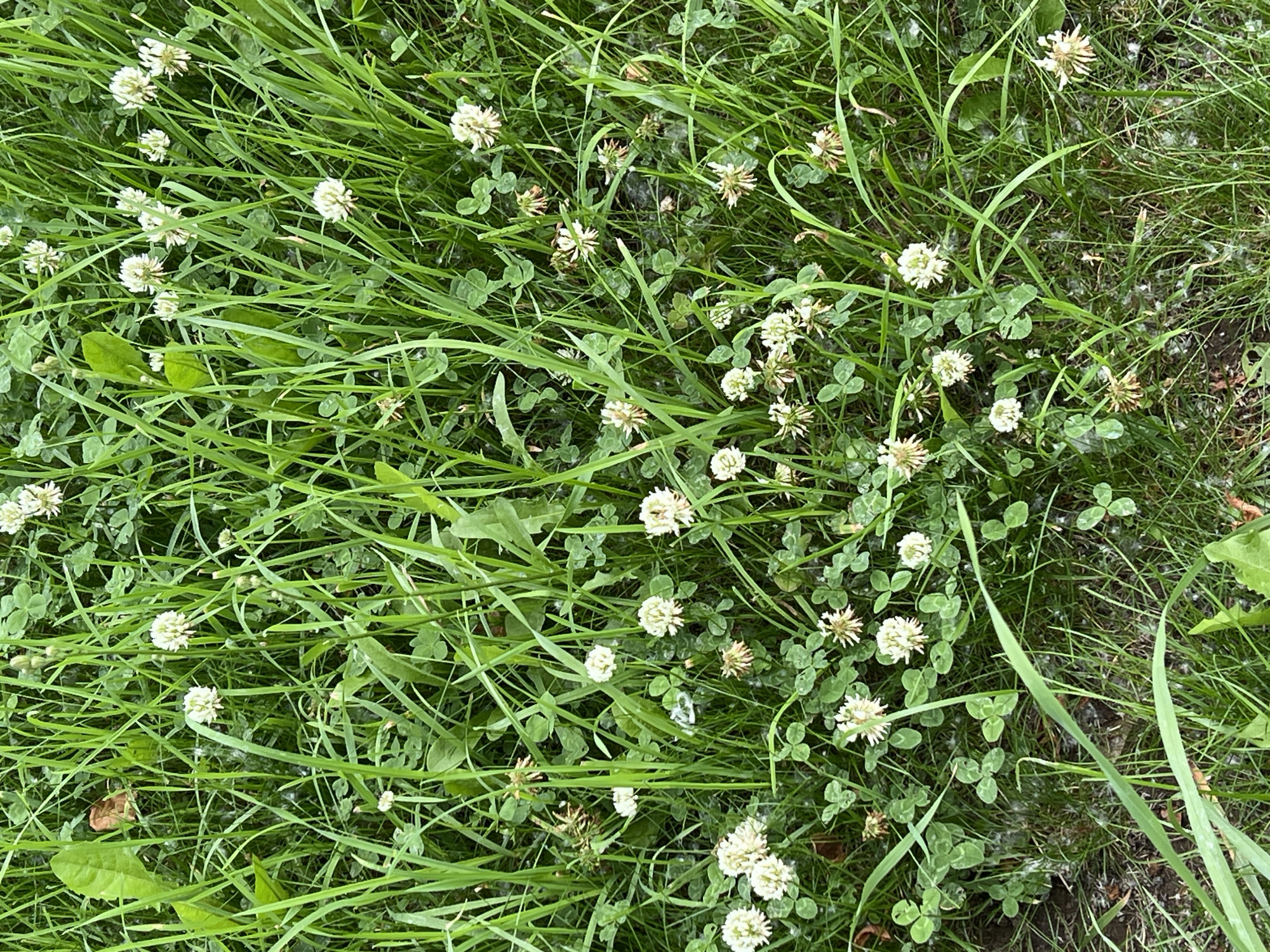 The image shows a close-up view of green grass with several small white clover flowers. Some of the clover flowers are in full bloom, while others appear to be wilting or have already gone to seed. There are also several clover leaves visible, characterized by their three-leaflet structure. The grass is lush and appears to be growing in a natural outdoor environment. There are no people or animals visible in the image. The location is the city of Paratunka, Russia, and the scene is a patch of overgrown grass.