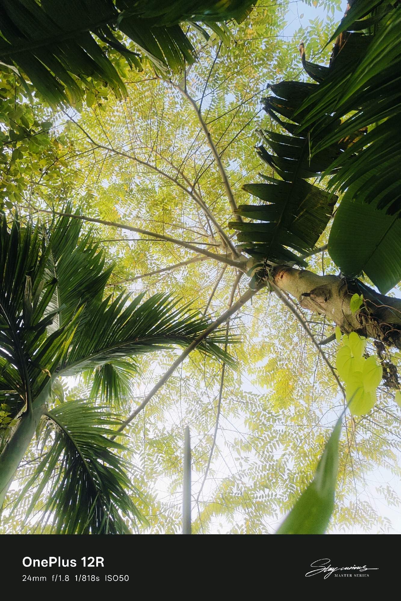 The image is a low-angle shot looking up through a canopy of trees, with the sky visible between the leaves. In the foreground and to the left, there are large, green, palm-like fronds. To the right, a thick tree trunk with rough bark extends upwards. The leaves of another tree, smaller and more numerous, are a vibrant yellow-green, creating a dense network against the pale blue sky. The lighting suggests it is daytime, with sunlight filtering through the leaves. In the bottom left corner, text reads "OnePlus 12R 24mm f/1.8 1/818s ISO50". In the bottom right corner, a signature reads "Stay curious." with "MASTER SERIES" below it.
The provided location is Pipulbari Pt.IV, India.