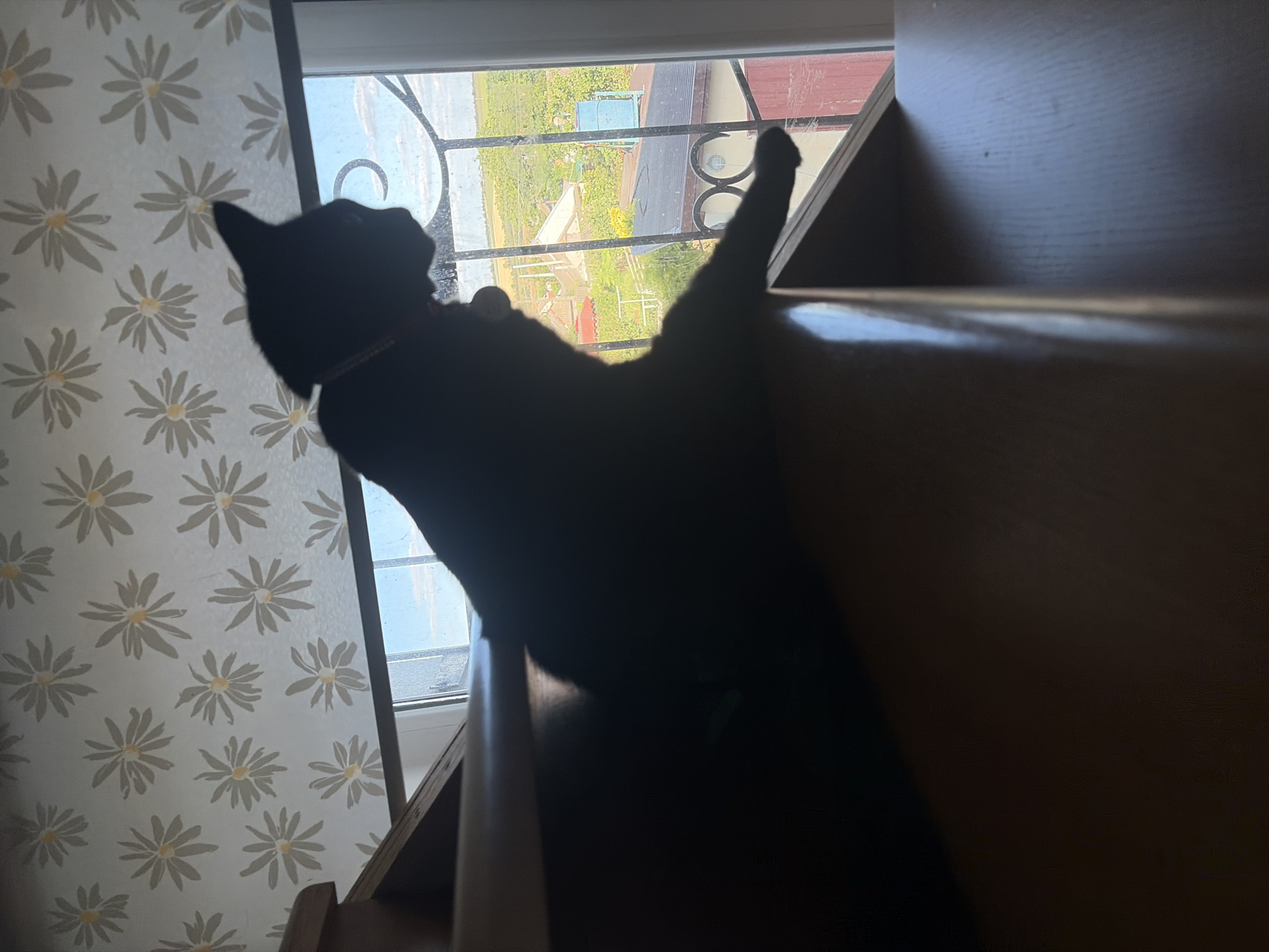 A black cat is silhouetted against a window on a wooden staircase. The cat is sitting upright and looking out the window. The window overlooks a rural landscape with houses and vegetation. The wallpaper behind the cat has a floral pattern. The lighting in the image is low, creating a strong contrast between the black silhouette of the cat and the brighter background.