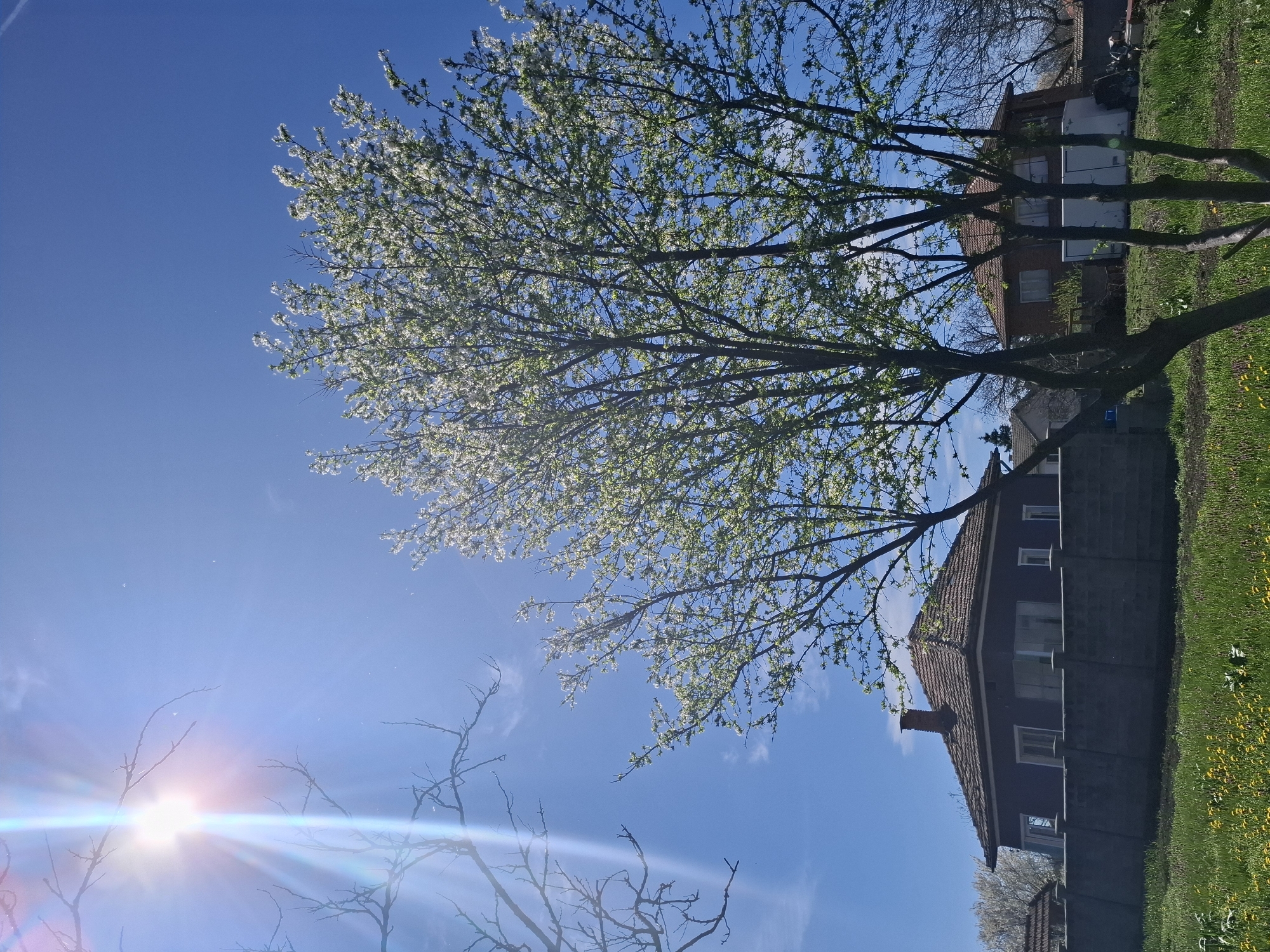 The image shows a scene in Gramada, Bulgaria. A blossoming tree dominates the view, its branches filled with white flowers against a bright blue sky with a visible sun and lens flares. Below the tree, two buildings are visible: a light-colored building with a red tiled roof and white windows, and a darker, possibly black-painted building with a tiled roof and several windows. The ground is covered in green grass interspersed with yellow dandelions. Some bare tree branches are visible in the lower left corner. The image has been rotated, with the sky occupying the left side and the ground and buildings on the right.