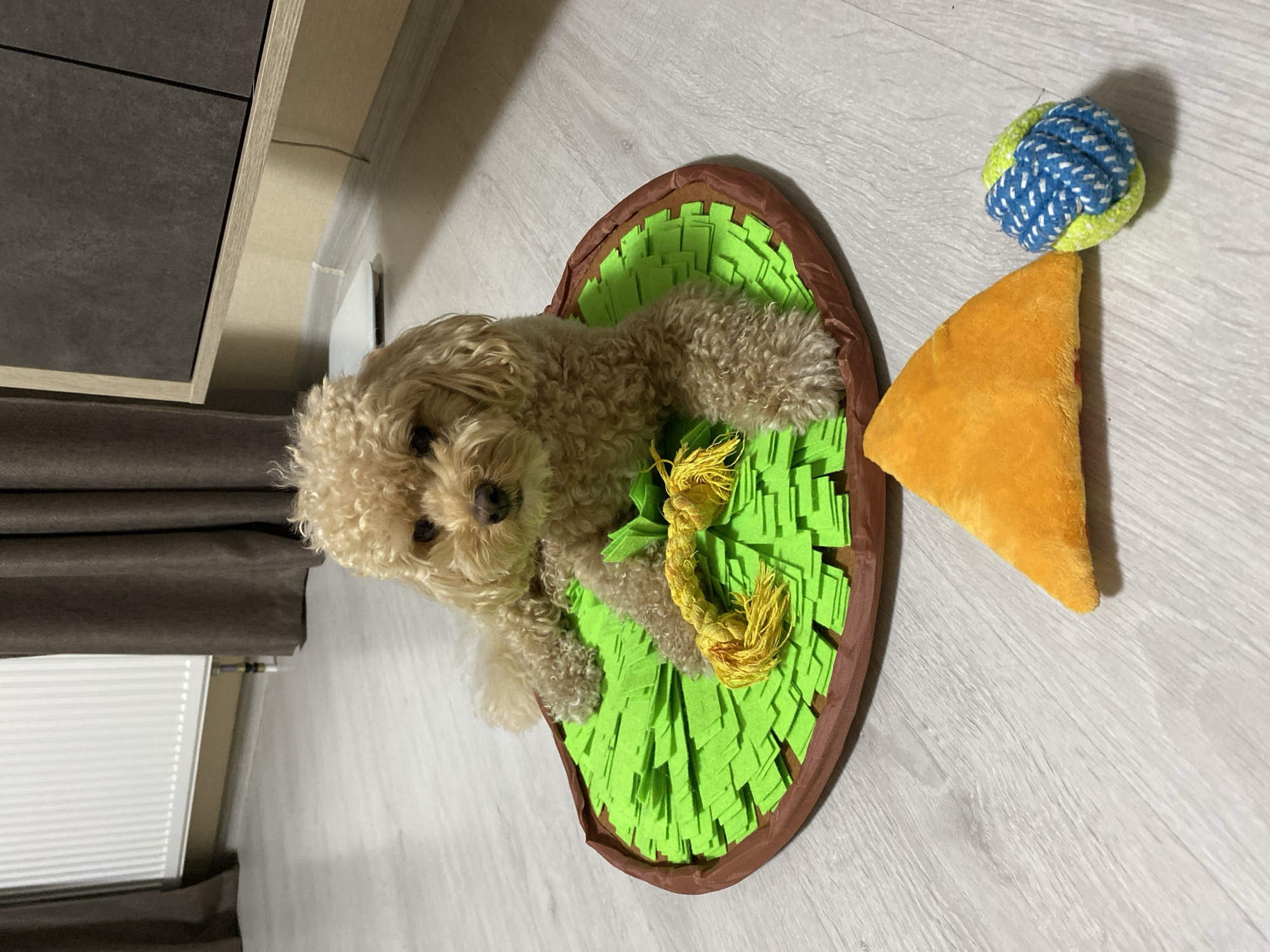 A light brown poodle is lying on a green snuffle mat. The poodle is facing the camera with its head slightly tilted. On the mat, there is a yellow rope toy. In front of the mat, there is an orange triangular plush toy and a blue and green rope ball. The scene appears to be indoors on a light wood-grain floor. In the background, there is a white radiator, brown curtains, and a piece of furniture. This scene does not provide any information to determine its location in the city of Krasnoborskoye, Russia.