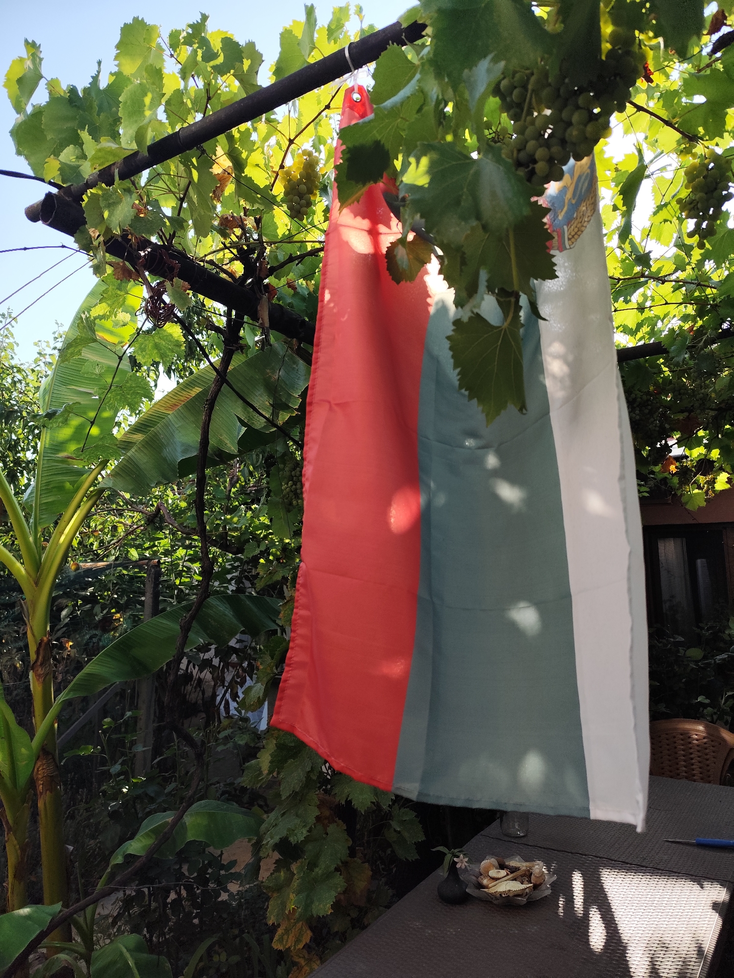 The image depicts an outdoor scene with a Bulgarian flag hanging vertically from a trellis of grapevines. The flag is composed of three horizontal bands of color: red, green, and white. The grapevines above the flag have clusters of green grapes and large green leaves. To the left of the flag, there is a banana plant with large, green leaves. In the background, there is dense foliage, a wooden fence, and part of a building. In the foreground, a woven outdoor table is visible, with a small glass bottle, a small vase with a pink flower, and a clear plastic dish containing food items. A blue pen or utensil rests on the table. The scene appears to be a backyard in a residential area, likely in a warm climate given the presence of banana plants and abundant greenery. The lighting suggests it is daytime, possibly late afternoon due to the angled shadows. The flag's presence might indicate a celebration or a display of national pride. The location is specified as the city of Montana, Bulgaria.
