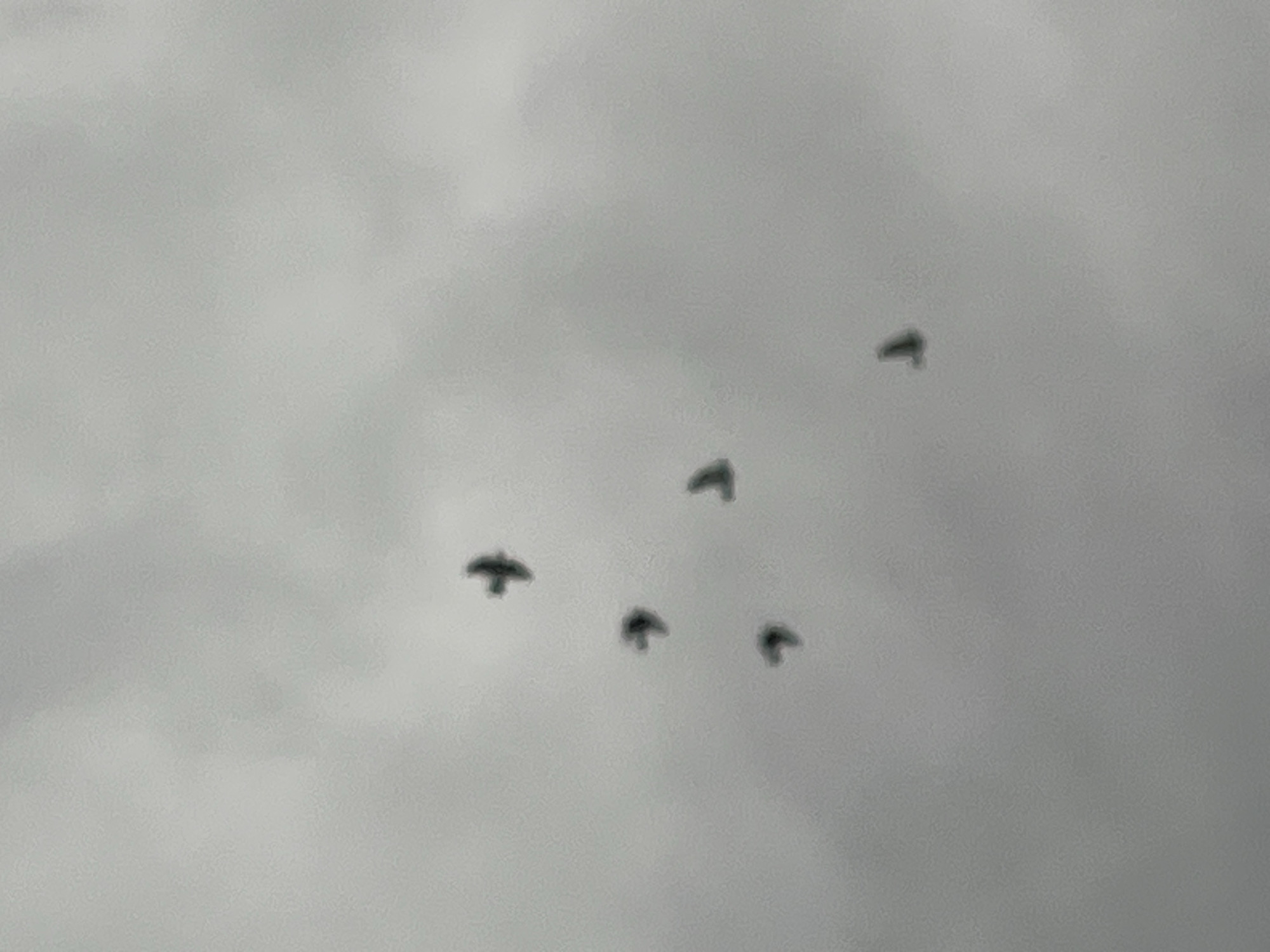 The image depicts five birds in flight against a grey, overcast sky. The birds are silhouetted and appear small in the frame, suggesting they are at a distance. The background is a uniform grey, indicating a cloudy day. The image provides no information to determine the location in the city of Alanya, Turkey.