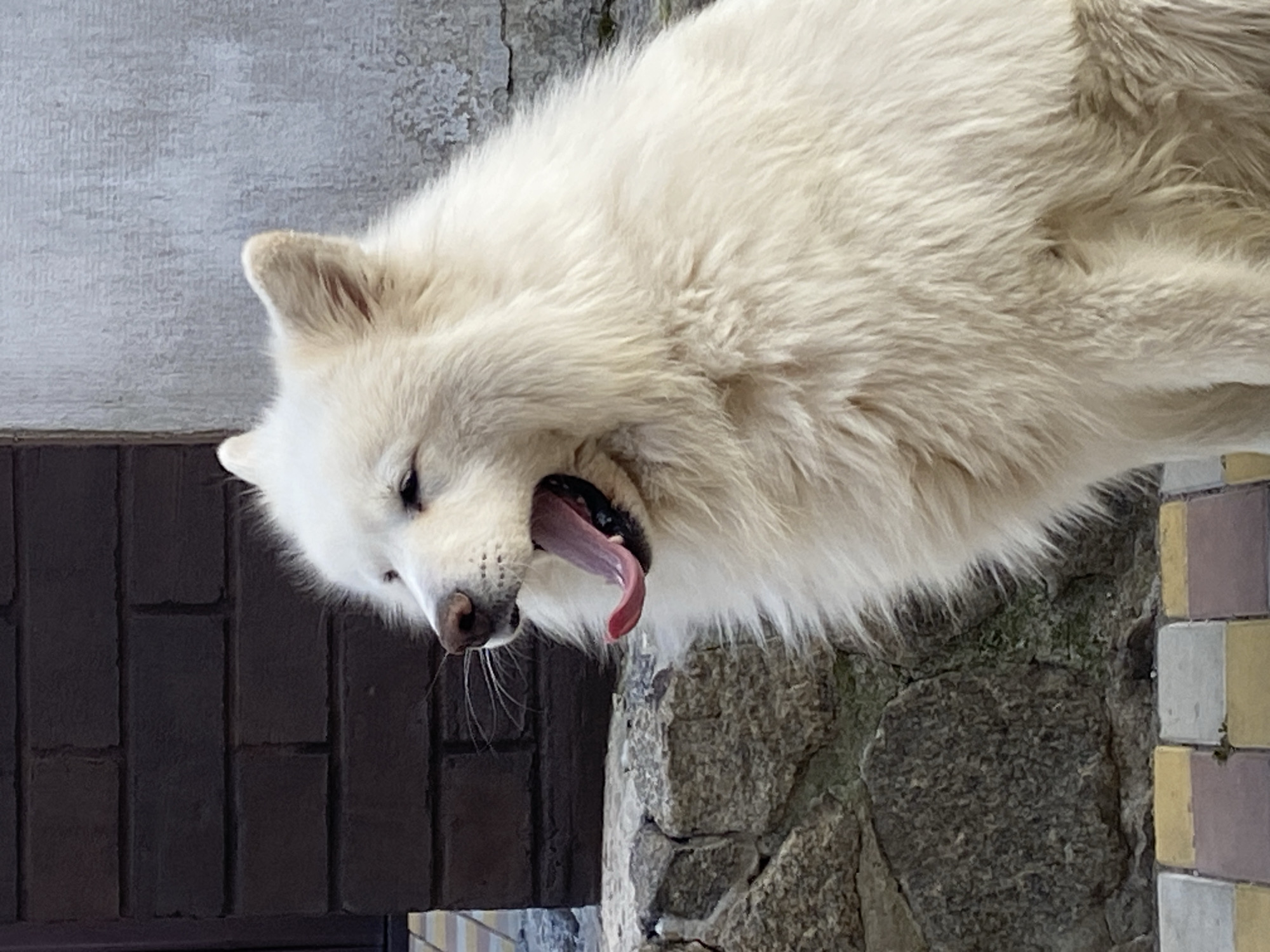 A white, fluffy dog is captured in a close-up shot, appearing to yawn or pant with its mouth wide open and tongue hanging out. The dog's fur is thick and soft, with some darker markings visible on its body, though the dominant color is white. Its eyes are dark and seem slightly closed, suggesting it might be tired or relaxed.
The dog is positioned in a way that its head is angled downwards, with its body extending out of frame to the right. Behind the dog, a textured, grey wall or stone surface is visible, with patches of moss or lichen. To the left of the dog, a dark, brick-like surface is present, possibly part of a wall or structure. On the far right, a tiled surface with squares of yellow, grey, and purple can be seen. The overall lighting suggests it is daytime, but the specific time of day is not discernible. The environment appears to be outdoors, given the natural textures of the stone and brick. The dog's expression and posture convey a sense of a candid moment, possibly during a break or after some activity. There is no visible text in the image.