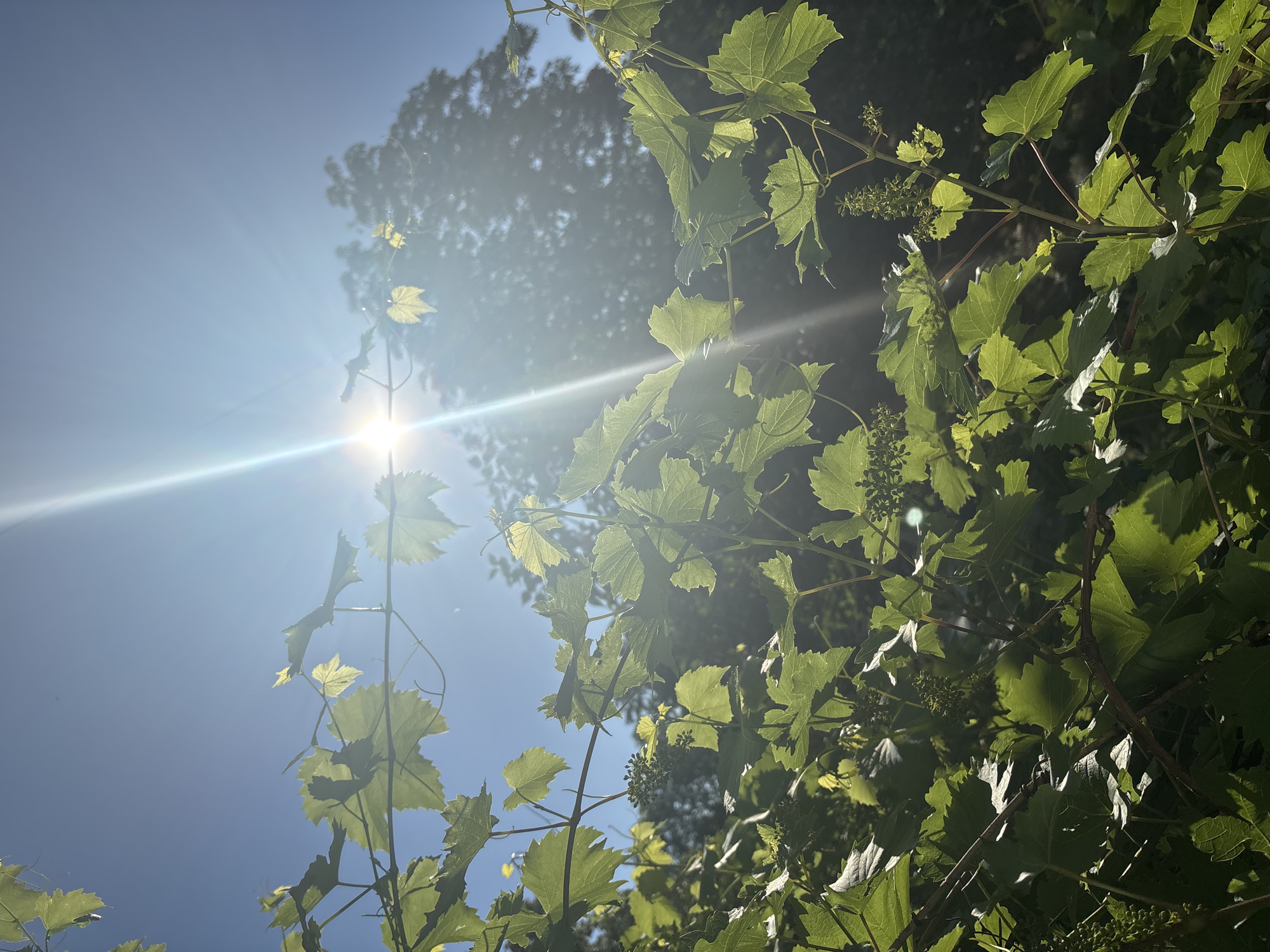 The image depicts a close-up, upward-facing view of lush green grapevines against a bright blue sky. The sun is a prominent feature, shining intensely from the left side of the frame, creating a strong lens flare and casting rays of light that illuminate the leaves and branches. The leaves are a vibrant green, some appearing backlit by the sun, revealing their delicate veins. Small clusters of developing grapes or flower buds are visible on some of the branches. In the background, out of focus, the silhouettes of trees can be seen. The overall impression is one of natural growth and the warmth of a sunny day. The high angle and the presence of the sun suggest it is likely daytime, possibly late morning or afternoon, with clear weather. There is no visible text in the image.