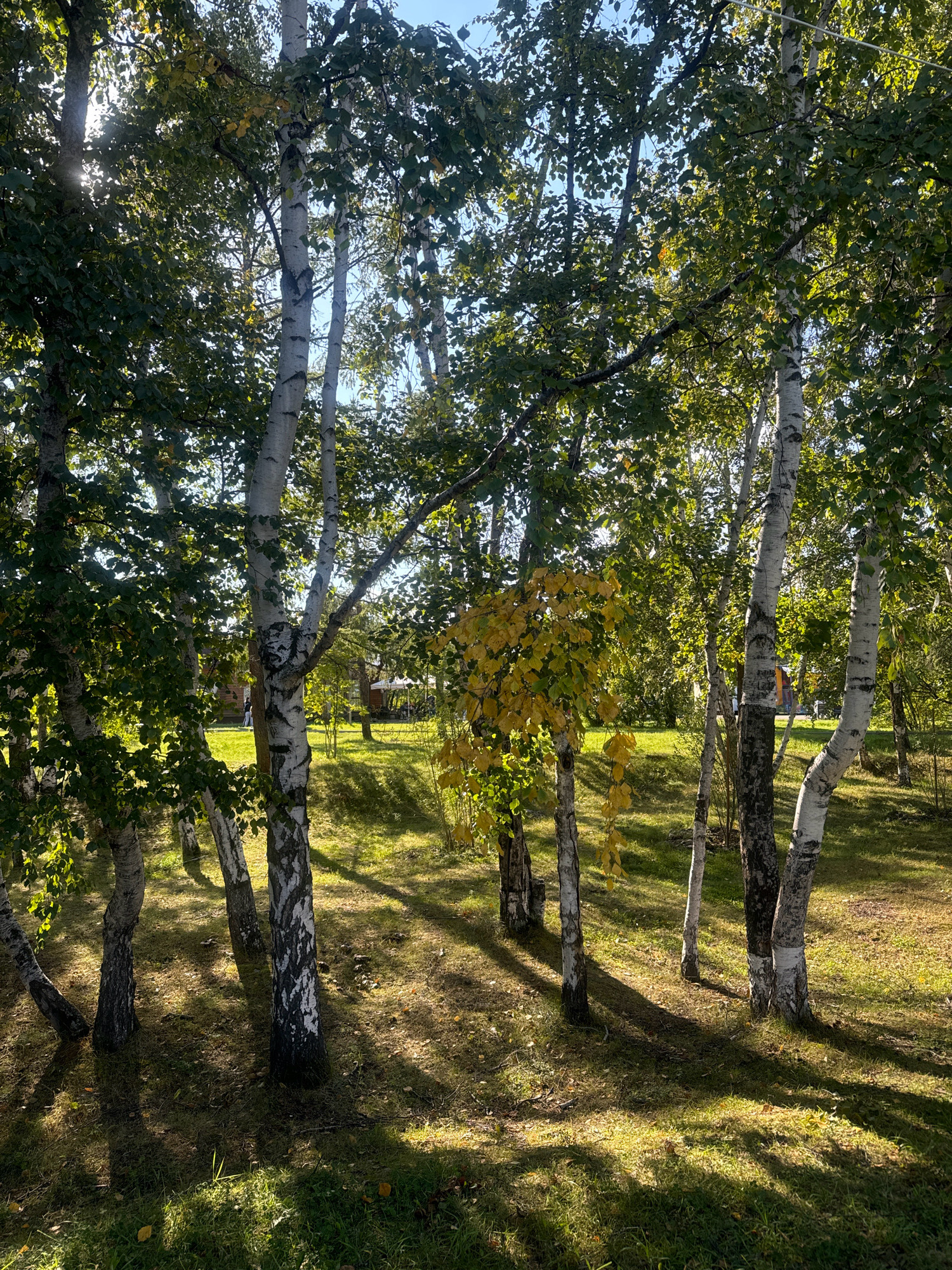 The image depicts a sun-dappled park with several birch trees, characteristic of Irkutsk, Russia's urban greenery. The sunlight filters through the leaves, casting long shadows on the grassy ground. A small cluster of trees in the middle ground shows some autumn coloration, with yellow leaves on one tree providing a contrast to the predominantly green foliage. In the background, glimpses of distant structures, possibly pavilions or small buildings, and a few indistinct figures suggest a public park setting. The overall scene conveys a sense of peaceful, late summer or early autumn atmosphere.