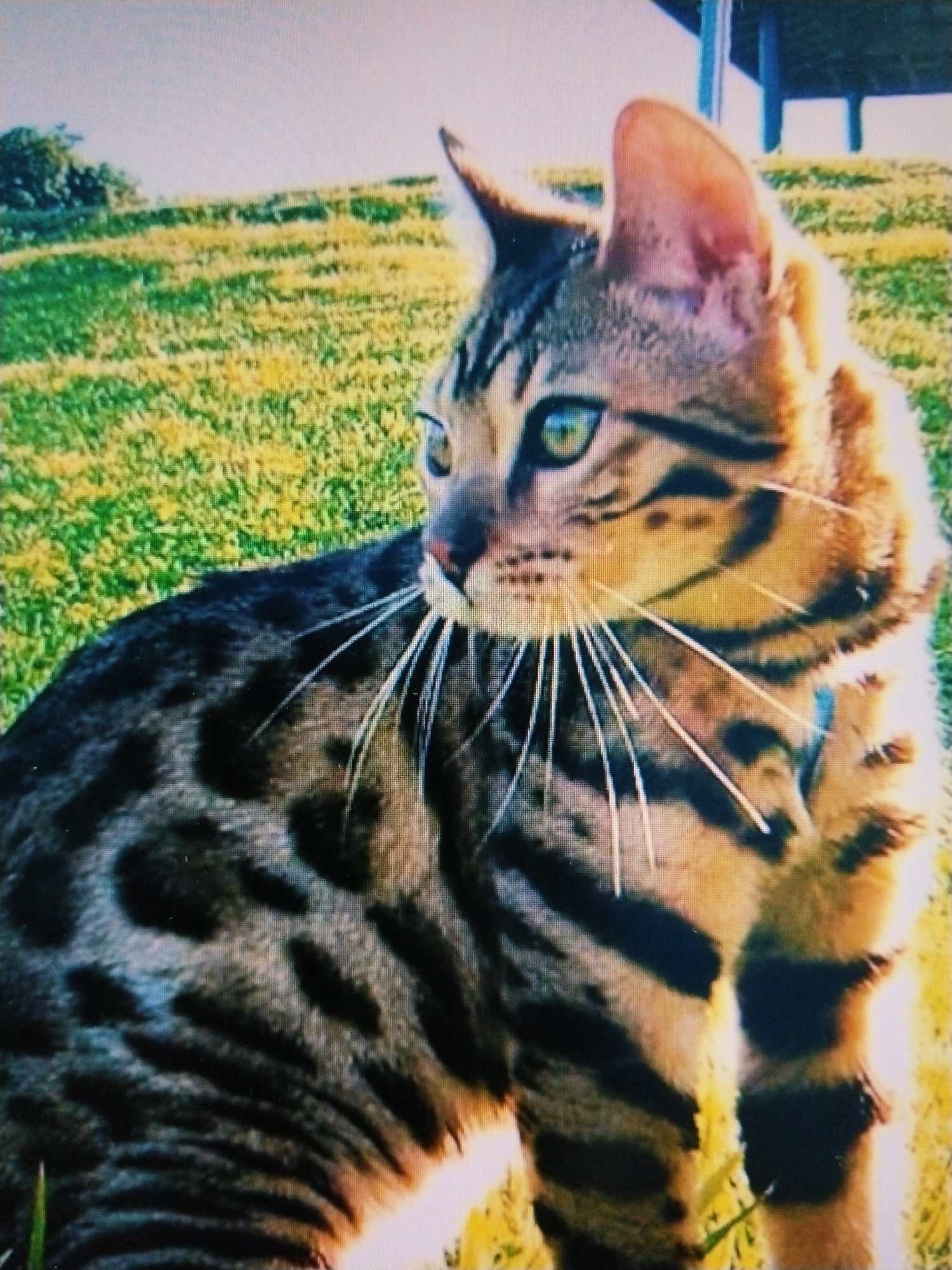 A Bengal cat with green eyes and distinct markings is in a grassy area, possibly a park or yard. The cat's fur has a patterned appearance with dark spots and stripes. The background is out of focus, showing green grass and some yellow flowers or dried grass. A blurred structure, possibly a table or bench, is visible in the upper right corner. There are no people present in the image, and the cat appears to be looking to its left. The setting suggests an outdoor environment. The location in Buduan, Indonesia is not discernable from the image itself.