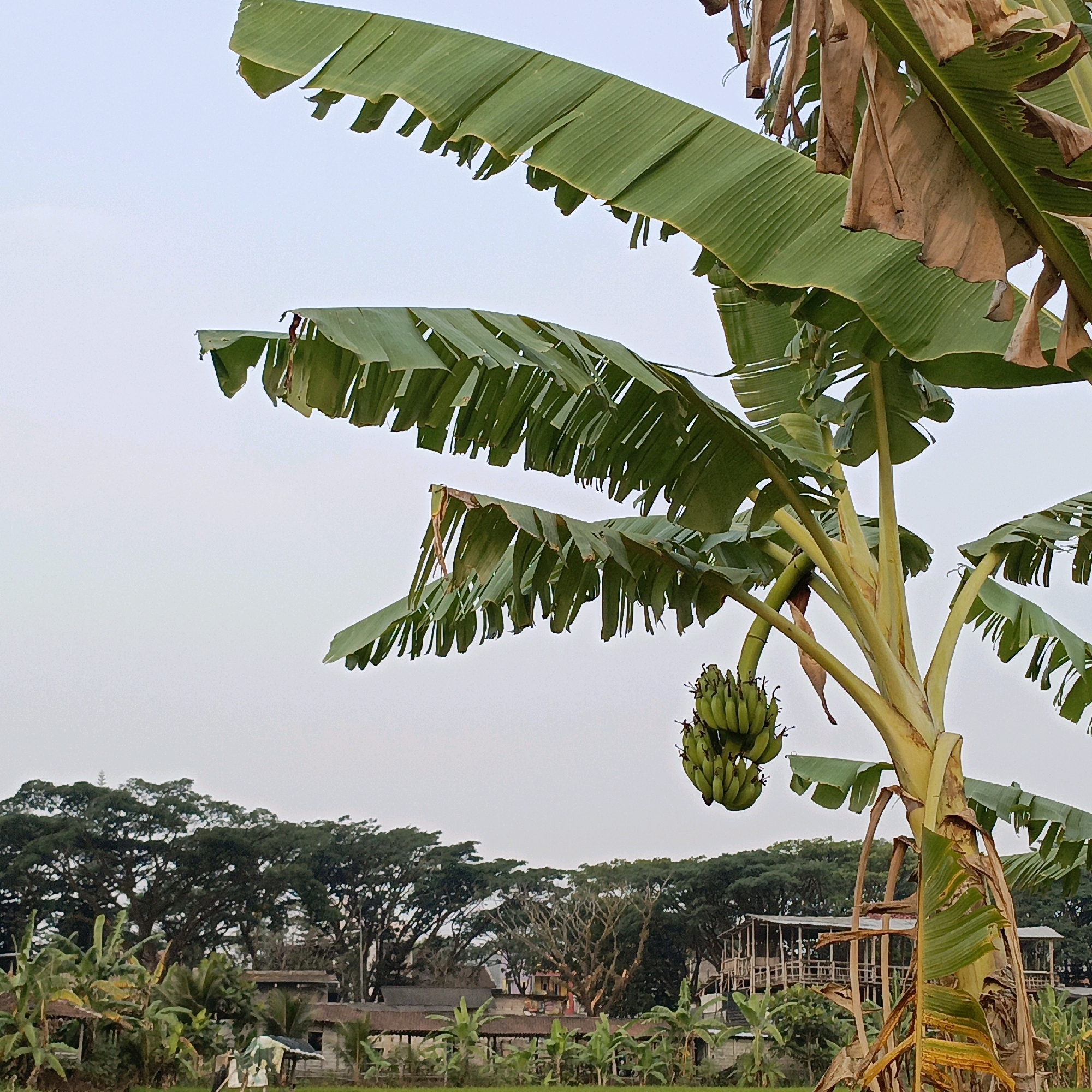 A banana tree with green bunches of bananas is in the foreground, set against a light sky. The banana tree has large, torn green leaves and some dried brown leaves. In the background, there are lush green trees and some buildings. One building appears to be made of wood with a thatched roof, while others are more modern structures. The scene depicts a tropical environment.