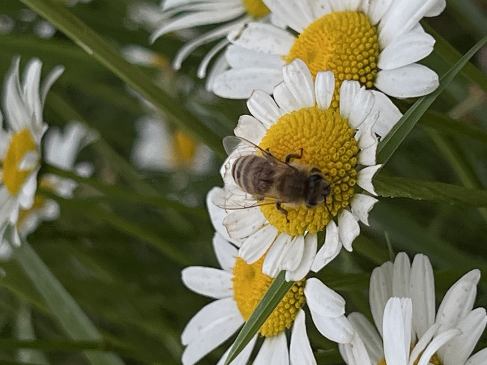 This close-up photograph, recorded in the city of Biloskirka, Ukraine, displays a single bee positioned centrally on the yellow disc florets of a white daisy flower. The bee, likely a honey bee, exhibits a segmented abdomen with alternating dark and light brown bands, transparent wings, and a dark head and thorax. The daisy features numerous white ray florets (petals) arranged radially around the textured yellow center. Multiple additional daisy flowers, some partially visible and out of focus, are present in the foreground and background. The environment consists of dense, blurred green foliage, indicative of an outdoor, natural setting. No human subjects or man-made objects are discernible. Natural daylight appears to illuminate the scene uniformly.