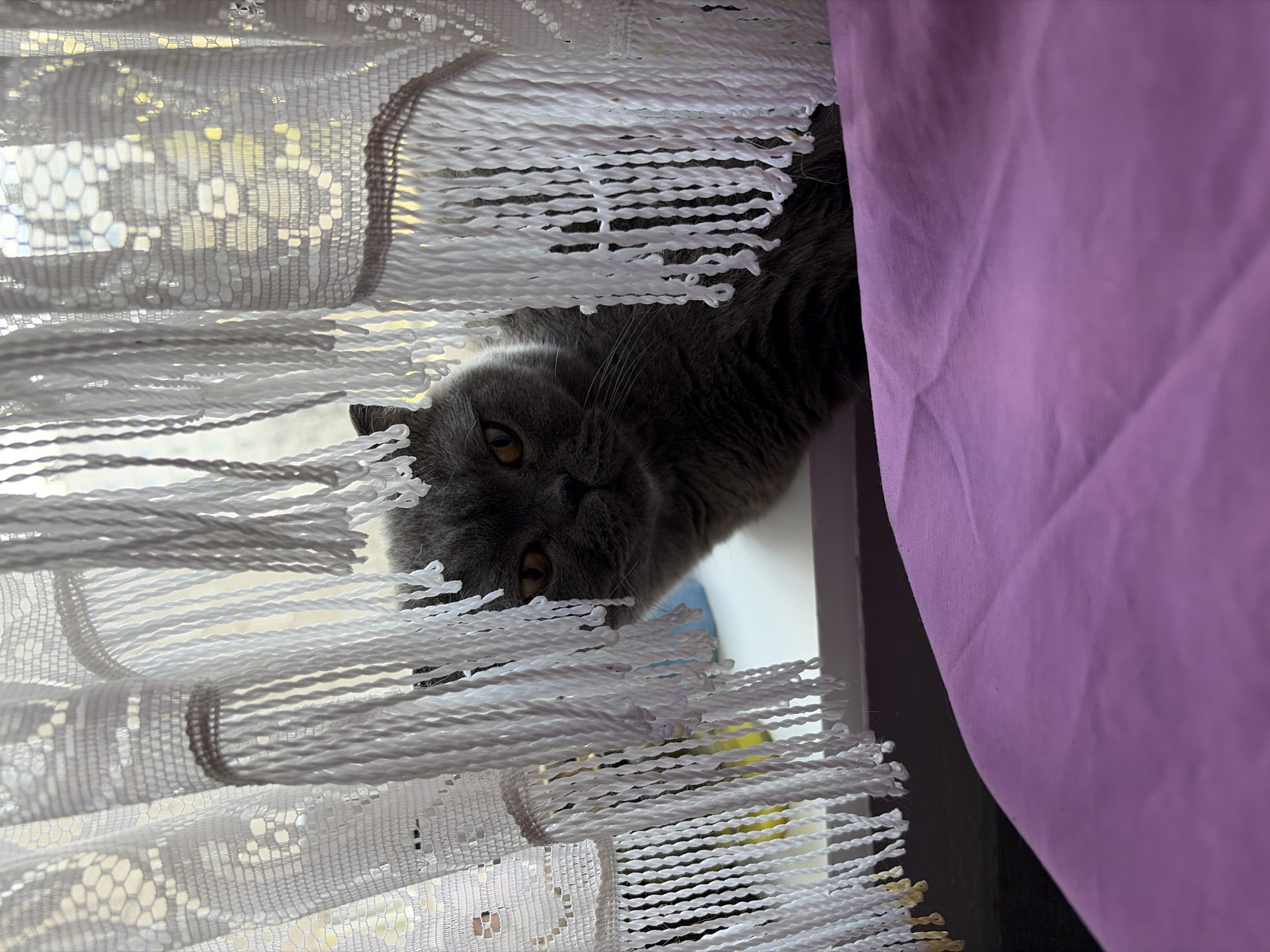 A gray British Shorthair cat is partially visible through a white, fringed lace curtain next to a purple curtain panel. The cat's head and part of its body are visible. The location is not discernible from the image.