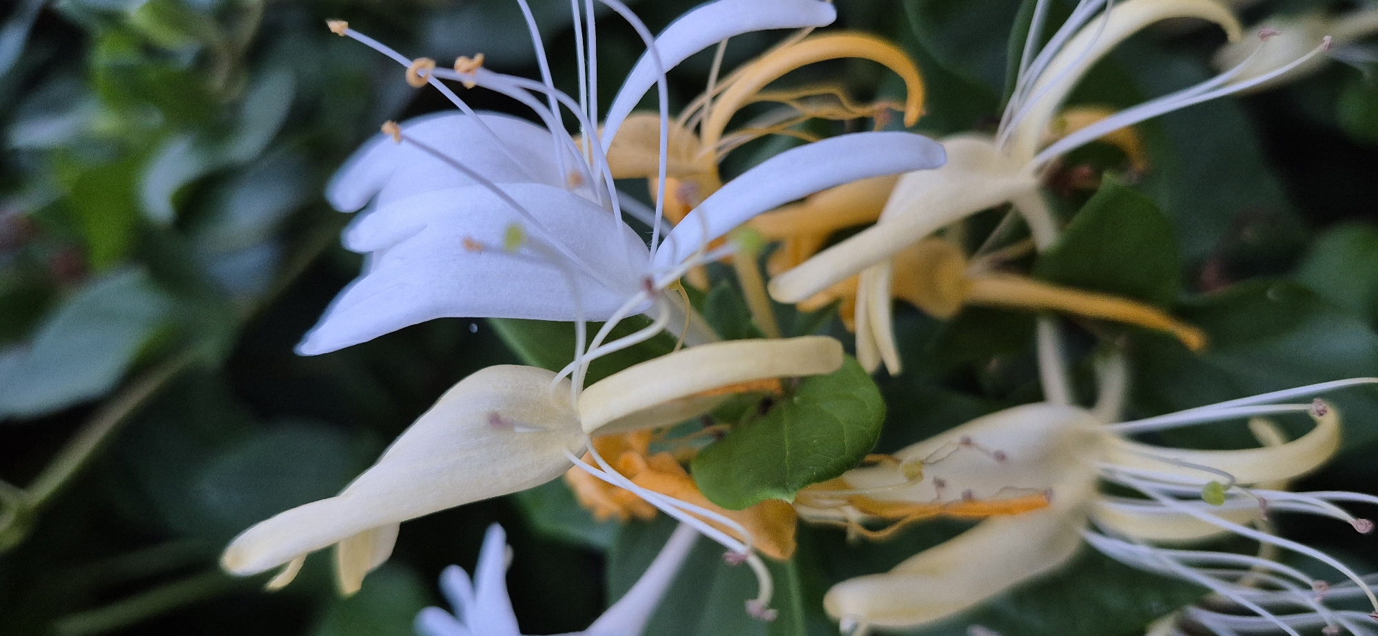 In Ivancea, Moldova, a close-up, vertical, macro photograph captures several honeysuckle flowers in bloom against a blurred green foliage background. The flowers exhibit a gradient of colors, transitioning from pale yellow at the base to white at the petal tips, with some exhibiting prominent yellow stamens. The intricate structure of the flowers, with their delicate petals and thread-like stamens, is clearly visible. The overall impression is one of natural beauty and botanical detail, with the focus sharp on the flowers and the background softly rendered.