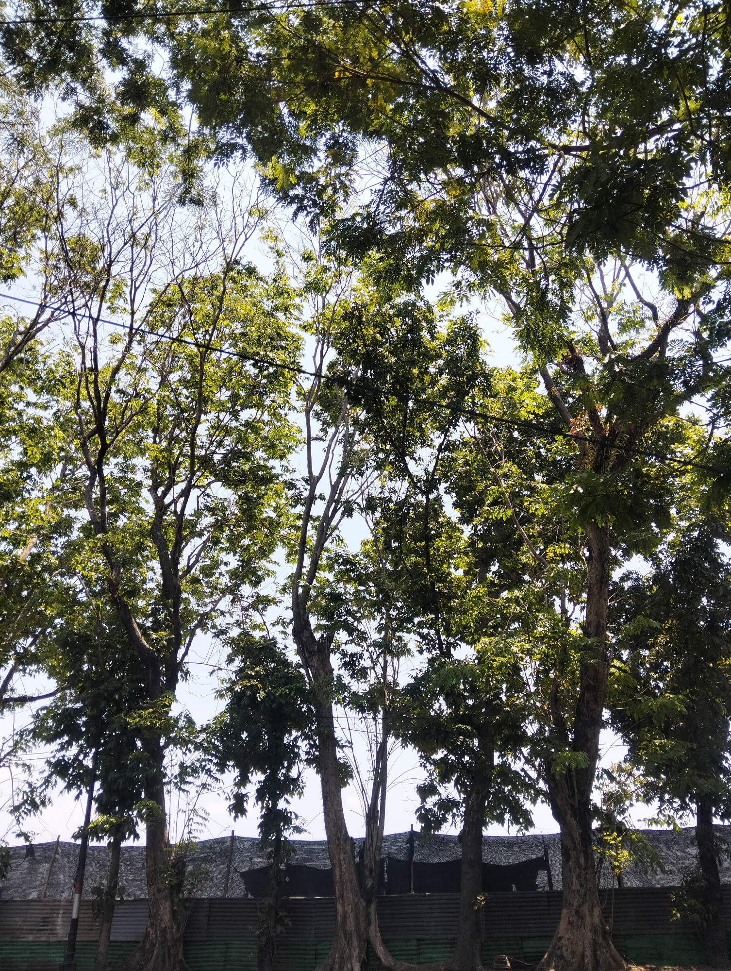 This image depicts a street scene in Semarang, Indonesia, characterized by a dense canopy of trees arching over the viewer. The foliage, predominantly green, creates a natural ceiling, with sunlight filtering through the leaves and branches, illuminating the scene. The trees are varied in height and density, some appearing fully leafed out while others have sparser branches.
In the background, beyond the trees, a man-made structure is visible. This structure appears to be a long, low-lying building or shelter, possibly part of a complex. It is partially obscured by the trees and has a roof made of dark material, possibly tarp or corrugated sheeting. Below this structure, a corrugated metal fence runs horizontally across the frame, providing a visual division between the trees and the ground level. The fence is dark in color and appears to be utilitarian, suggesting an industrial or functional area behind it.
The overall impression is one of urban greenery encroaching on or coexisting with man-made infrastructure. The lighting suggests it is daytime, likely morning or afternoon, given the angle of the sunlight. There are no people or animals clearly visible in the image. The atmosphere is calm and natural, with the trees dominating the visual space.