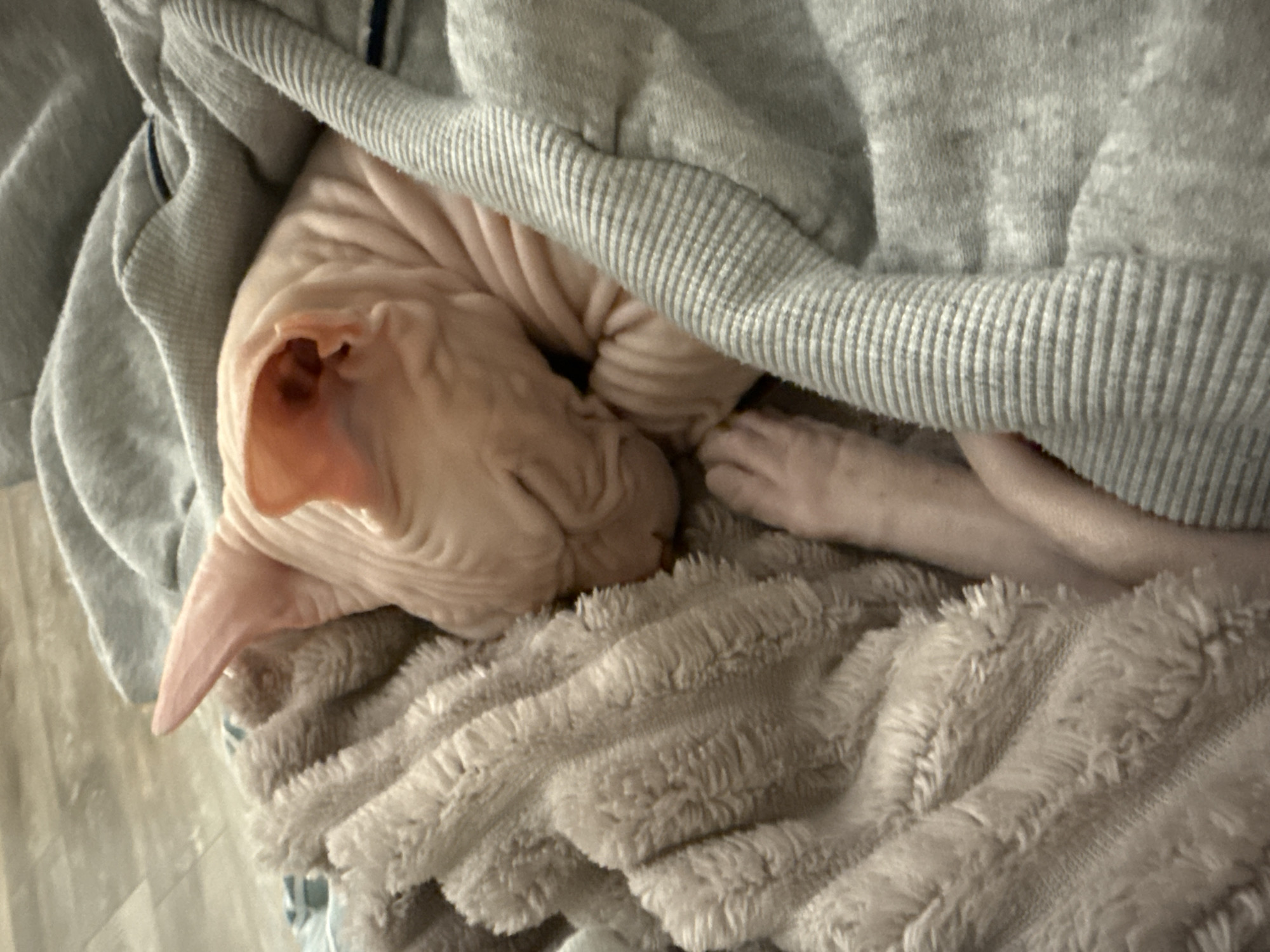 The image shows a close-up of a pinkish-skinned Sphynx cat sleeping, nestled in soft, textured blankets. One paw is visible, extended slightly. The cat's head is turned away from the camera, showing its characteristic wrinkled skin and large ears. The blankets appear to be a light beige fuzzy material and a gray knitted fabric. The background is blurred, suggesting an indoor setting, possibly a home environment. There is no identifiable information in the image to suggest a specific location in Krasnoyarsk, Russia.