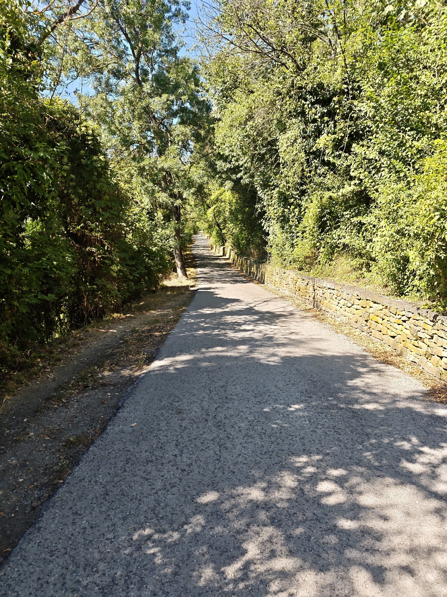 The image depicts an asphalt road winding through a lush, tree-lined area. The road is bordered on the left by dense green foliage and on the right by a low, dry-stone wall. Sunlight filters through the leaves, casting dappled shadows on the road surface. The sky is clear and blue. The scene is likely a park or a quiet street in a residential area. The location, Lovech, Bulgaria, is known for its verdant landscapes and historic architecture, which aligns with the visual elements of the image. There are no people or animals visible in the frame.