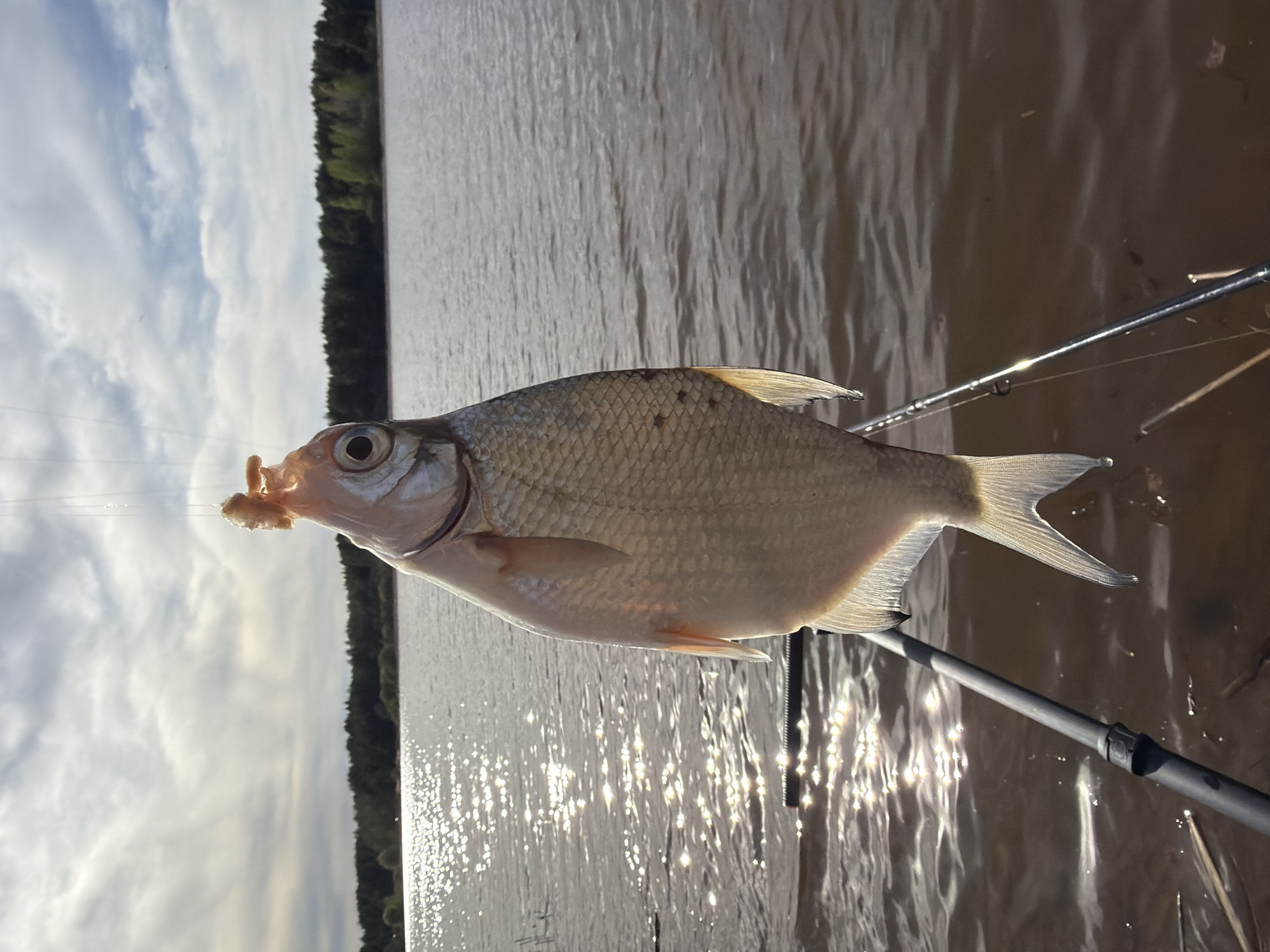 A caught fish is suspended in front of a body of water. The fish has a hook and bait in its mouth. The water surface is reflective, with a shoreline visible in the distance featuring trees. A fishing rod is also visible. Without additional information, it is not possible to confirm the location as Chaykovsky, Russia.