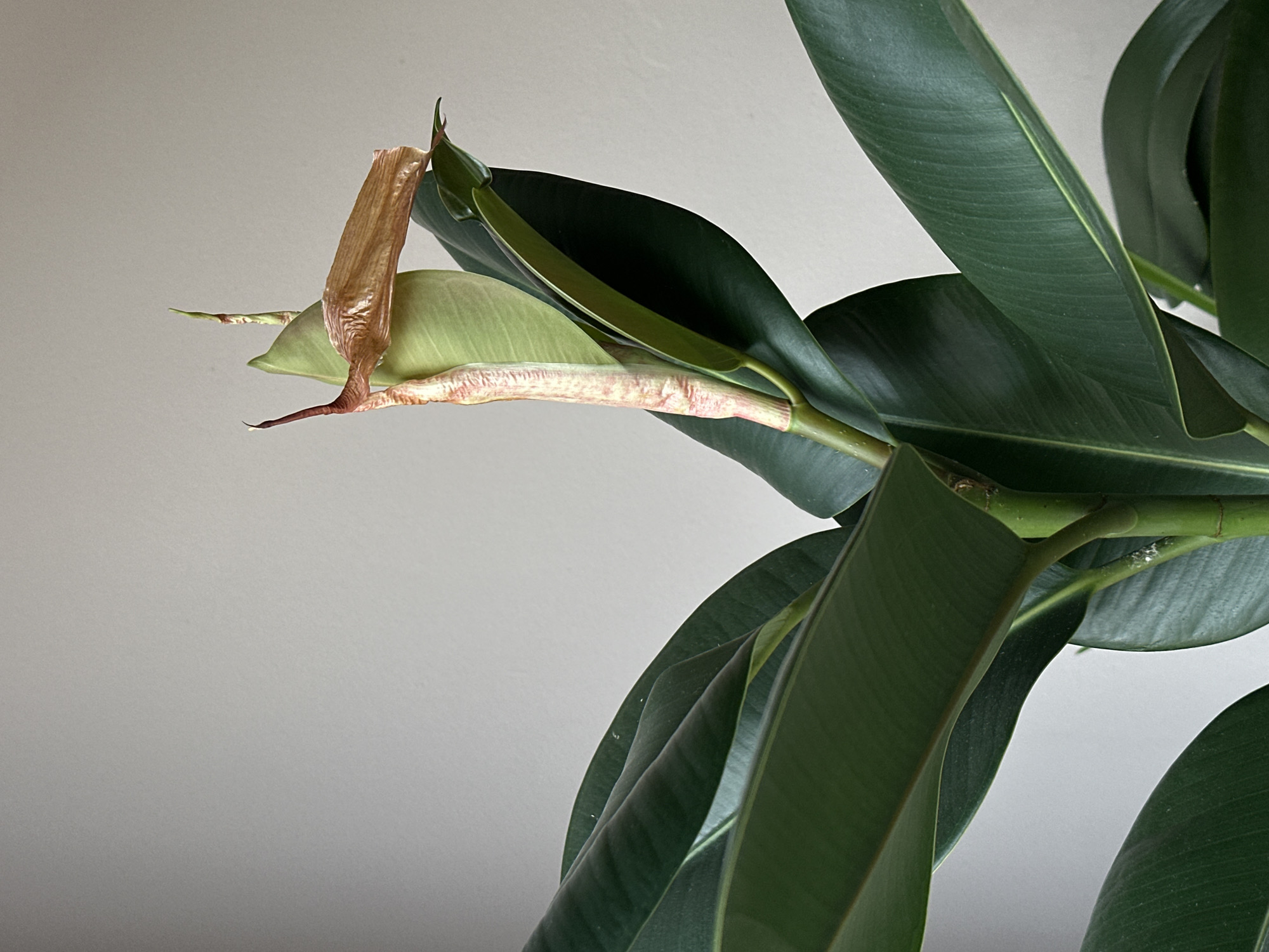 The scene, located in Stara Zagora, Bulgaria, depicts a close-up, eye-level view of the upper portion of a Ficus elastica (rubber plant) against a plain, light grey background. The plant exhibits multiple large, ovate, dark green, glossy leaves with discernible venation. A pale green new leaf is actively unfurling from an upright, reddish-pink protective stipule sheath at the apex of a central green stem. Adjacent to this new growth, a dried, light brown, papery stipule, approximately 6-8 cm in length, is partially detached and extends horizontally. A smaller, pointed dark reddish-brown growth tip is visible further behind the unfurling leaf. No human presence is observed. The environment is uniformly lit, indicating an indoor setting.