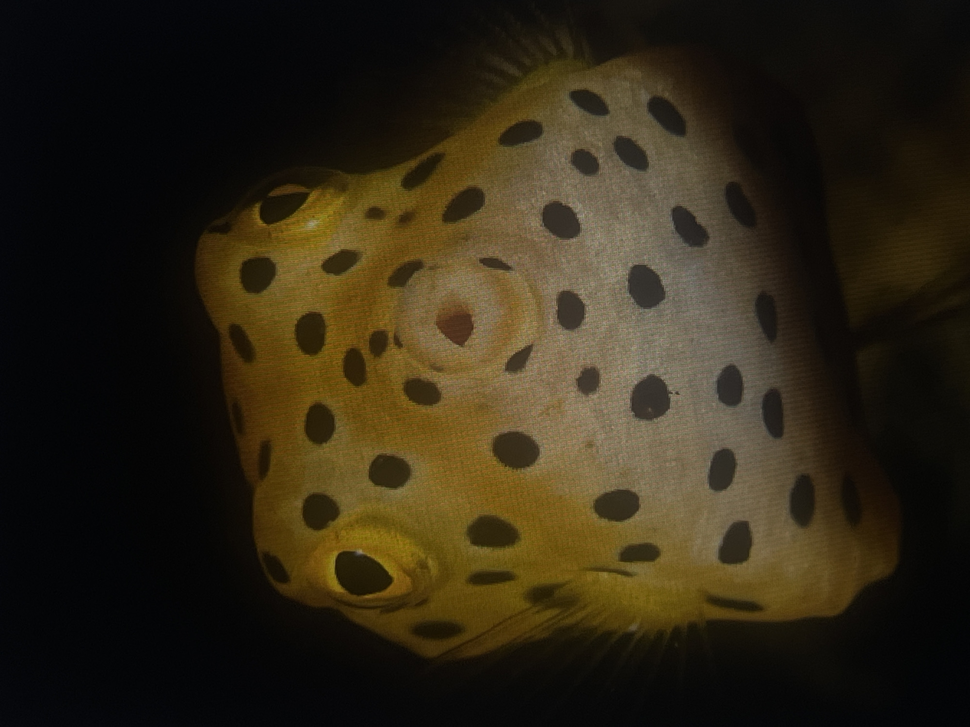 The image is a close-up, head-on shot of a yellow boxfish with black spots. The fish has large, round eyes and a small mouth. The background is dark and out of focus, suggesting an underwater environment. There is no identifiable location in the city of Casablanca, Morocco, or any contextual information about people, actions, or interactions. The description is purely based on the visual elements of the fish itself.