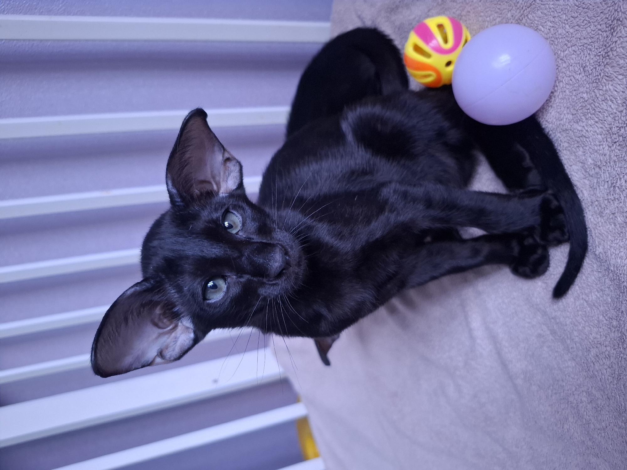 A black Oriental Shorthair cat with large ears and green eyes is sitting on a textured light brown surface. Two cat toys, a yellow and pink rattle ball and a solid light purple ball, are placed on the surface to the cat's right. In the background, vertical light purple and white blinds create a striped pattern. The scene appears to be indoors, possibly in a residential setting in the city of Таптыково, Russia.