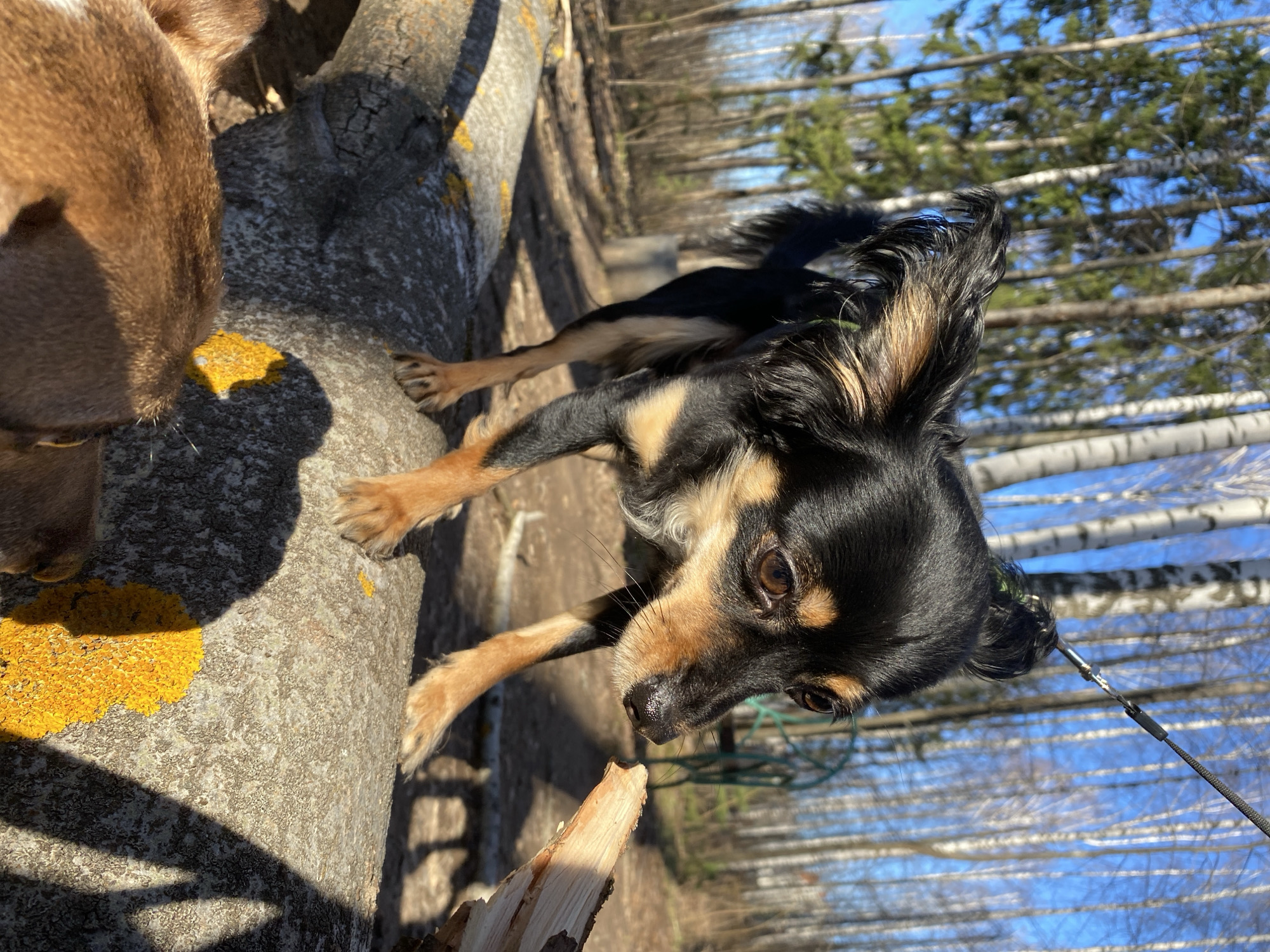 A close-up, ground-level, sunlit outdoor shot shows two dogs on a fallen tree trunk. One dog is brown and partially visible on the left side of the image. The second dog is black and tan, facing forward and appearing to climb over the tree. The tree trunk is covered in yellow lichen. Bare trees with white trunks fill the background against a clear blue sky. A leash is visible, attached to the black and tan dog.