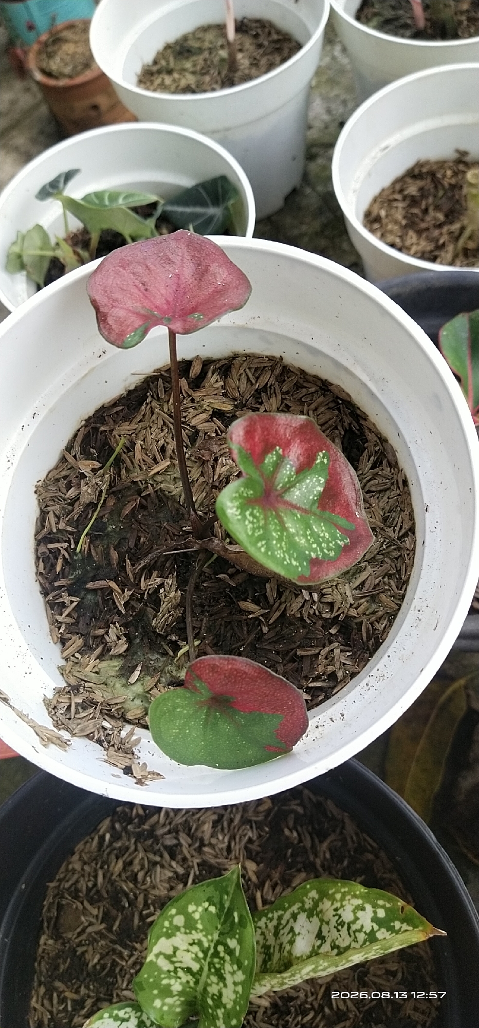 The image shows a close-up view of potted plants, likely in a garden setting. In the foreground, a white pot contains several small plants with colorful leaves. One prominent plant has a large, heart-shaped leaf with a deep pinkish-red color and green accents. To the right, another plant displays a leaf with a striking pattern of green and red. Below this pot, another dark pot holds a plant with variegated green and white leaves. In the background, several other white pots are visible, some containing plants and others filled with soil and mulch. The setting appears to be outdoors, possibly in Matabu, Indonesia, given the timestamp "2026.08.13 12:57". The overall scene depicts a collection of houseplants, suggesting a focus on horticulture or gardening. There are no people visible in the image.