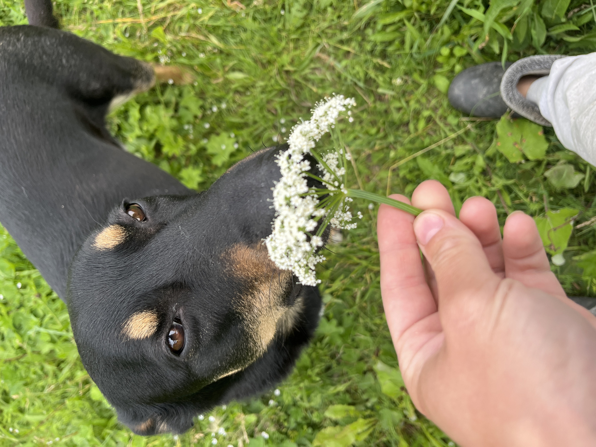 In a close-up, overhead shot, a dark-colored dog with tan markings above its eyes and on its ears is interacting with a white flower. The dog's head is turned towards the camera, and its eyes are visible. A person's hand is holding a stem with a cluster of small white flowers, bringing them close to the dog's snout. The dog appears alert and curious.
The background consists of green grass, with some small white specks that could be tiny flowers or dew drops. A grey boot and part of a person's white clothing are visible in the upper right corner, suggesting the scene takes place outdoors. The lighting suggests it could be daytime, possibly with overcast conditions given the softness of the light. The overall impression is one of gentle interaction between a person and their pet in a natural, grassy setting. There is no visible text in the image.