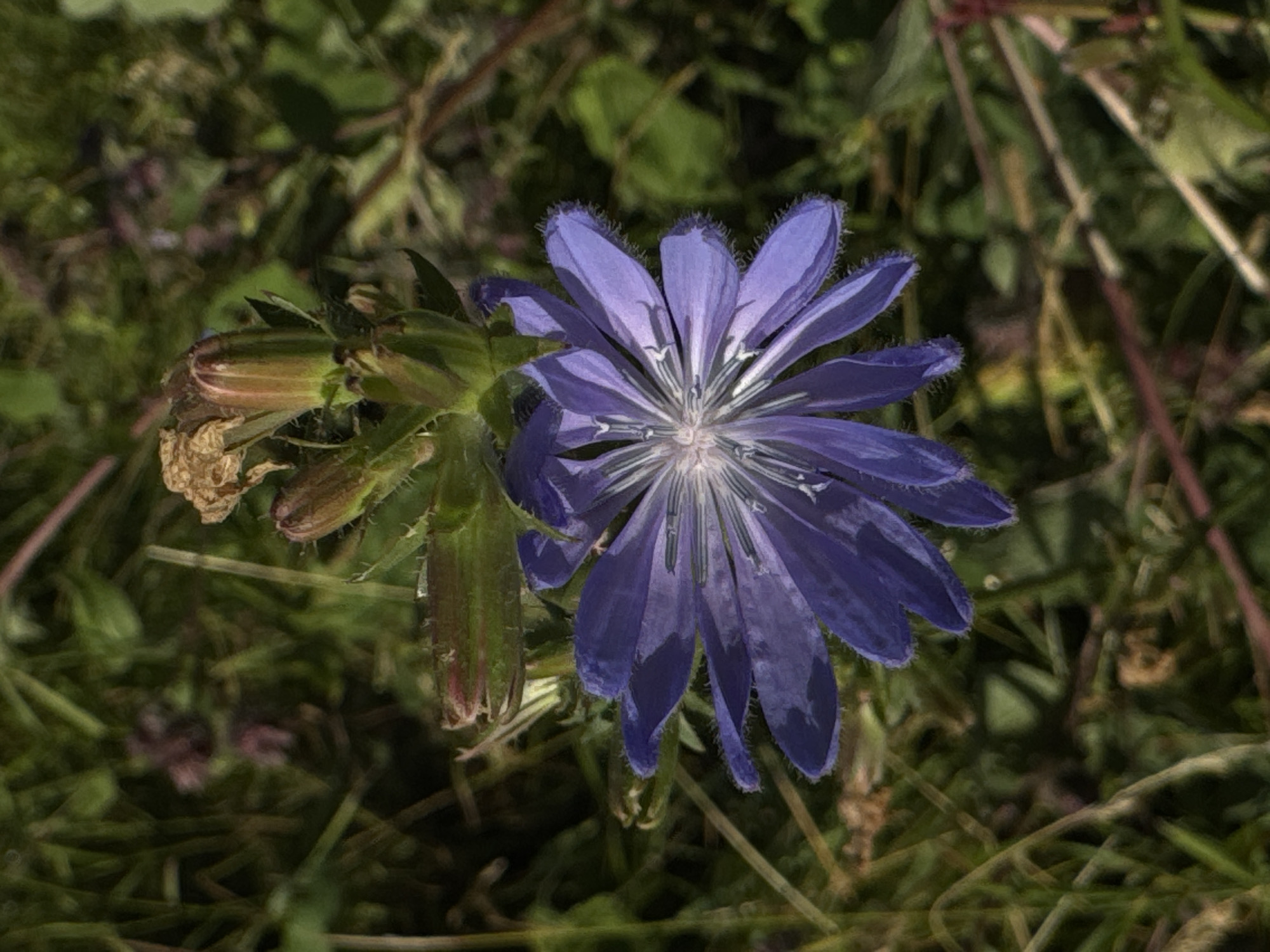 A close-up, top-down shot shows a single, open purple chicory flower with delicate, fringed petals. The flower is centered in the frame, with its stamen and pistil forming a star-like pattern in the middle. Above the bloom, several unopened flower buds and a dried, withered flower head are visible on a green stalk. The background is a blur of green foliage and some reddish-brown plant matter, suggesting an outdoor, natural environment. No people are present, and no specific location in Salekhard, Russia, can be identified from the image.
