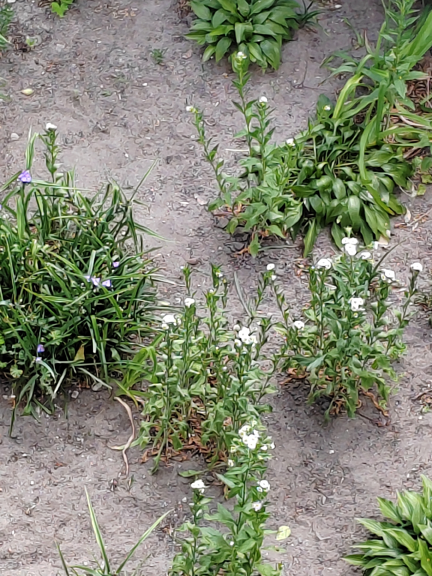 The image shows a patch of garden soil with several plants. There are clumps of green grass with small purple flowers interspersed. Next to the grass, there are several stalks with small white flowers. In the background, there are larger green leafy plants. The soil appears to be a mix of dirt and small stones. The lighting suggests it is daytime, possibly overcast. The scene is located in Brest, Belarus.
