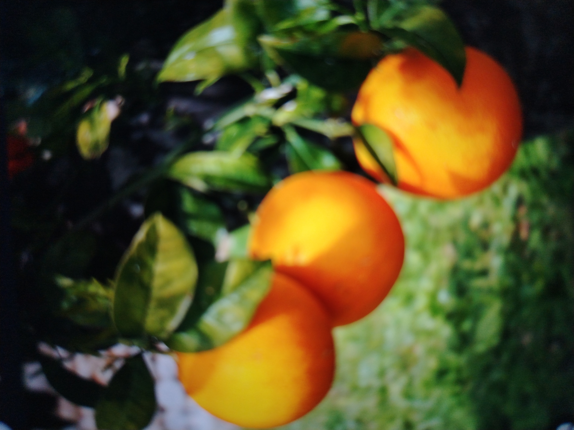 A close-up, slightly blurry, medium shot captures a cluster of ripe oranges on a tree. The oranges, ranging in color from deep orange to lighter yellow, are mostly in focus, with some leaves and branches visible. The background consists of soft green foliage and a darker, out-of-focus area. The scene suggests an outdoor environment, possibly a garden or orchard. There are no people or other animals present. The image is taken from a slightly elevated angle, looking down at the oranges. The lighting appears to be natural sunlight, casting subtle shadows and highlights on the fruit. The overall impression is one of natural abundance and ripeness.