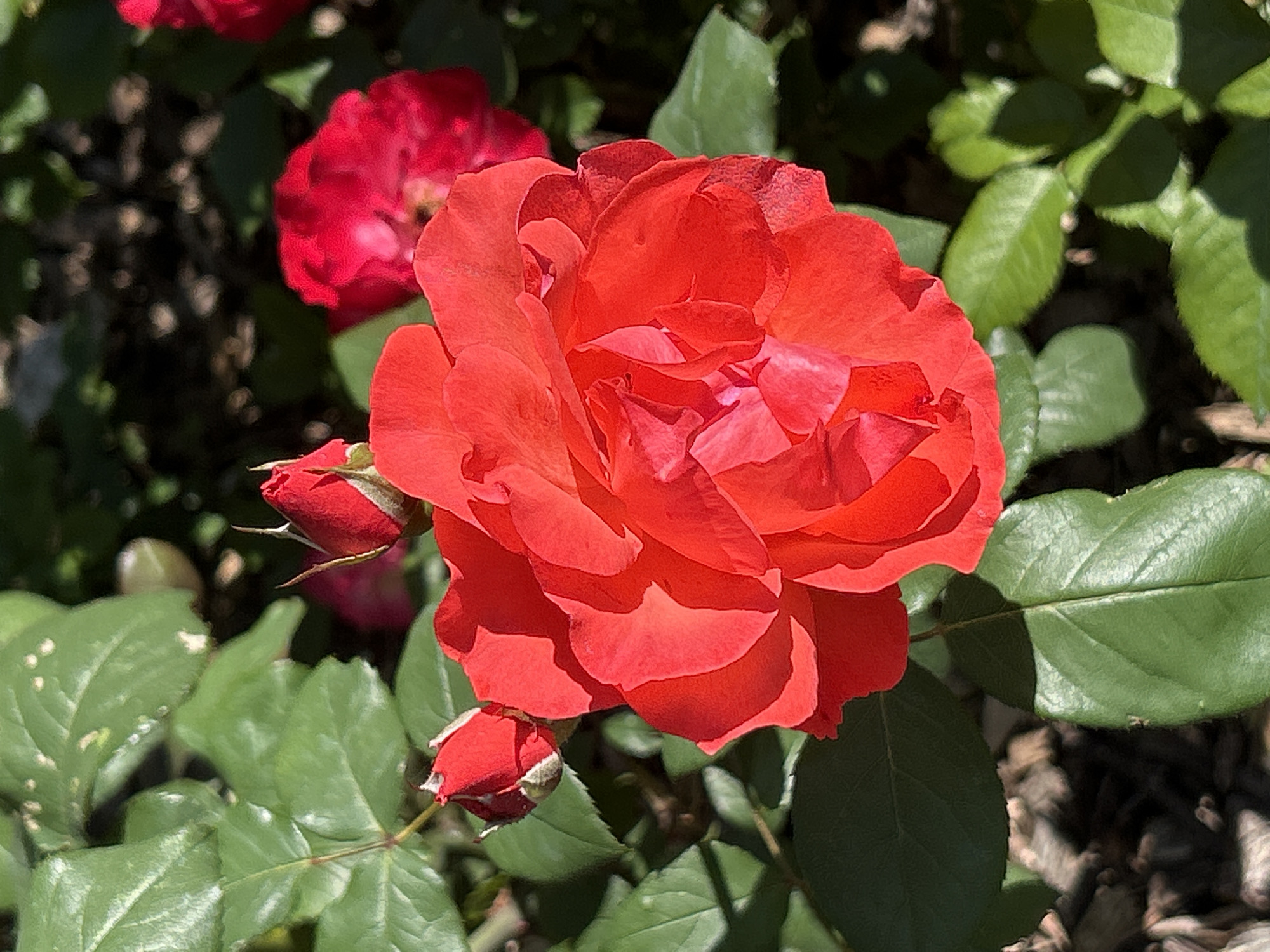 A close-up, eye-level shot captures a vibrant red rose in full bloom. The rose is the central subject, with its petals unfurling and casting soft shadows. To the left and slightly above the main rose, two rosebuds are visible, one partially open and the other tightly closed. Surrounding the roses are lush green leaves, some catching the sunlight and others in shadow. The background is softly blurred, hinting at more foliage and a dark, indistinct area, possibly the ground covered with mulch.
The image is a still life of a rose bush, likely in a garden setting. The lighting suggests it is daytime, with sunlight filtering through the leaves. There are no people or animals present in the frame. The focus is entirely on the botanical subject matter.
Given the provided information, it is not possible to determine the specific location within Montreal, Canada, or any other city. This image depicts a general garden scene.
