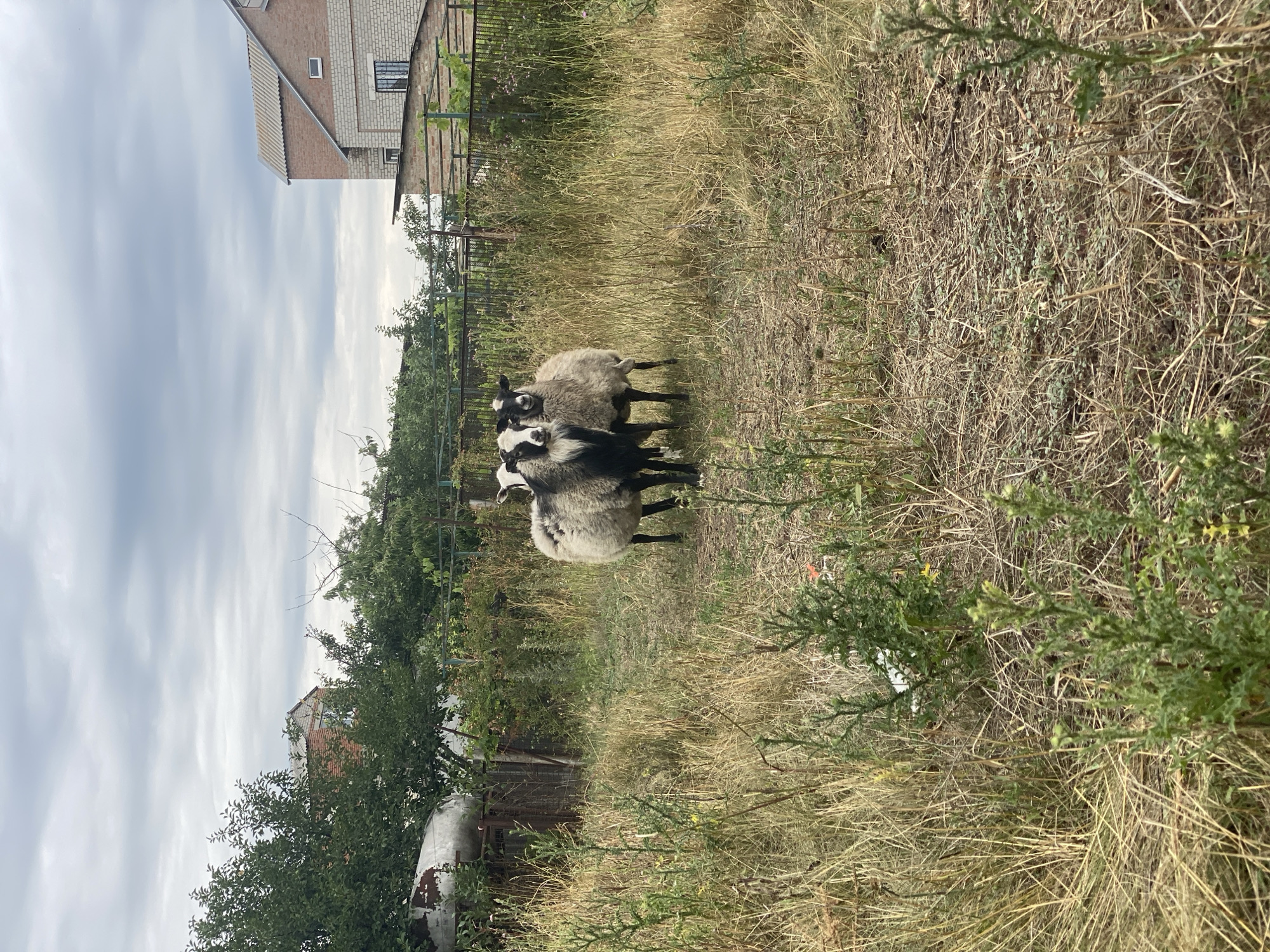 The image shows a rural outdoor scene under an overcast sky. In the foreground, a patch of dry, golden grass and green weeds dominates the ground. Two sheep stand side-by-side in the middle ground. One sheep is predominantly white with black markings on its face, and the other is a mottled grey and white. They are facing the camera. Behind the sheep, a rustic metal fence runs horizontally across the image, separating the grassy area from a more overgrown section. Beyond the fence, trees and foliage are visible, with a large, industrial-looking metal tank on the left. Further in the background, a two-story brick building with a lighter brick facade and a grey, sloped roof is partially visible on the right side of the frame. The scene appears to be located in a semi-developed area, possibly on the outskirts of Kropyvnytskyi, Ukraine, given the architectural style of the building and the presence of agricultural elements.
