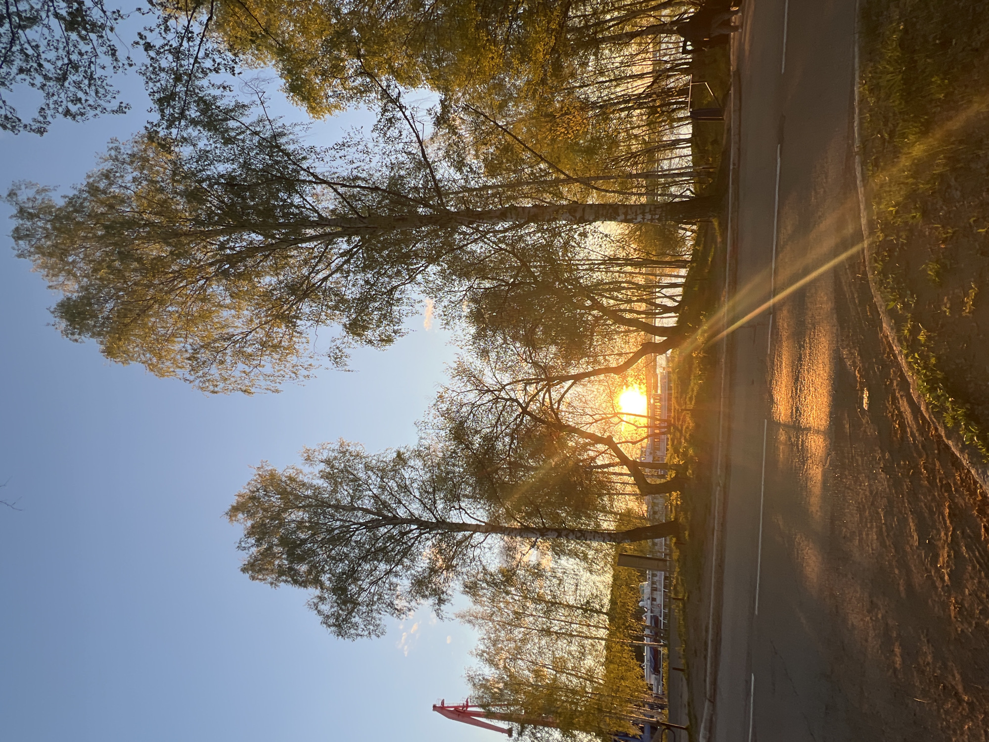 The image shows a street in Chaikovsky, Russia, lined with birch trees. The sun is setting, casting a golden light through the trees and onto the road. The road has a white line marking the lanes. A red crane is visible in the bottom left of the frame. Cars are parked along the street. The sky is clear and blue.