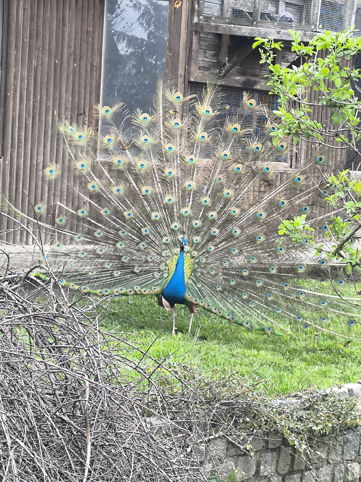 A peacock is displaying its feathers in front of a wooden building, possibly an enclosure, in a grassy area. Some bare branches are on the left side of the image, and some green leaves are on the right side. The building has a window on the left side and wire mesh on the upper right side. The location is likely a zoo or park in Kalimantsi, Bulgaria.