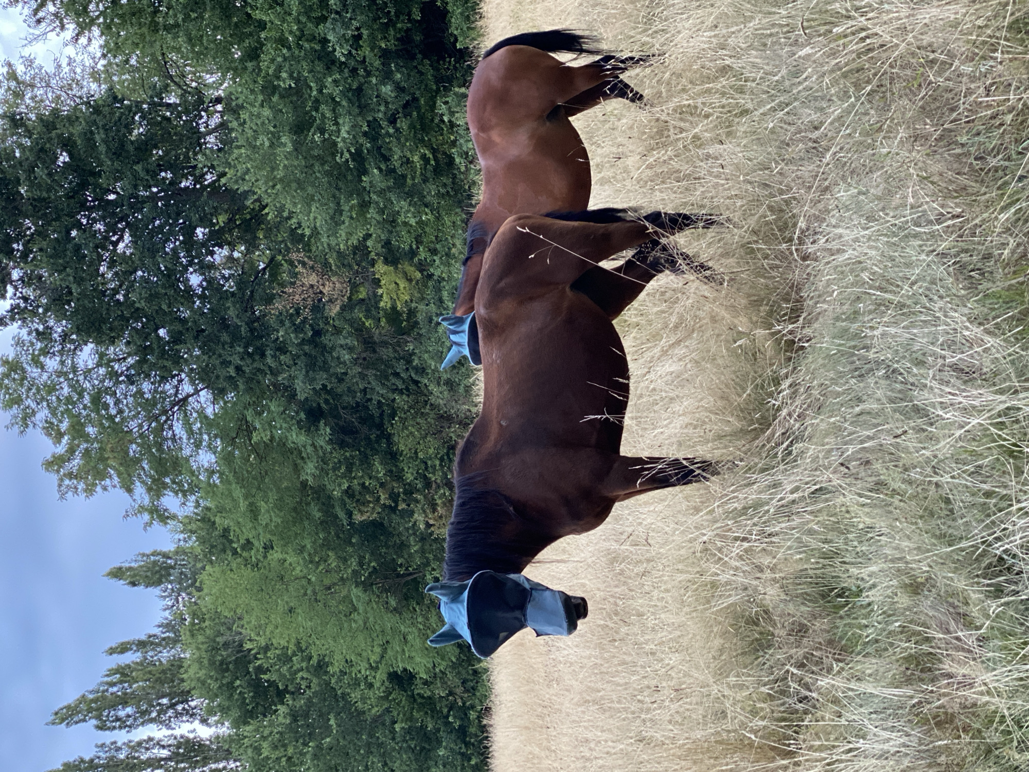 Two brown horses stand in a field of tall, dry grass. The horses are facing away from the camera, with their heads lowered. One horse is closer to the camera and is wearing a blue fly mask over its face. The other horse is behind the first and is partially obscured by it. In the background, there are lush green trees and a pale blue sky. The overall scene suggests a natural outdoor setting, possibly in a rural area like Courpière, France, during a warm, dry day. The image is taken in portrait orientation and is rotated 90 degrees clockwise.