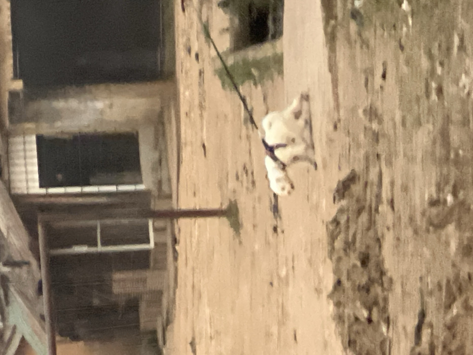 This image captures a small, white dog, wearing a dark harness and attached to a leash, standing on an unpaved, textured ground. The ground appears to be dirt or rough earth, with various shades of brown and dark patches. In the background, to the left of the dog, a building or structure with light-colored, seemingly aged walls is visible. This structure features several dark, rectangular openings, which could be windows or doorways, and shows signs of wear. A slender, dark vertical pole or pipe is present in the mid-ground, positioned between the dog and the main background structure. The overall lighting is ambient, suggesting it is daytime but without direct harsh sunlight. The image quality is somewhat blurry and grainy, particularly in the details, making it difficult to discern fine features of the dog or the environment. There are no people visible, nor any discernible text. The scene depicts an outdoor setting, potentially an urban or semi-urban area, consistent with a location such as Egan, Nigeria, characterized by both constructed elements and natural or unmaintained ground.