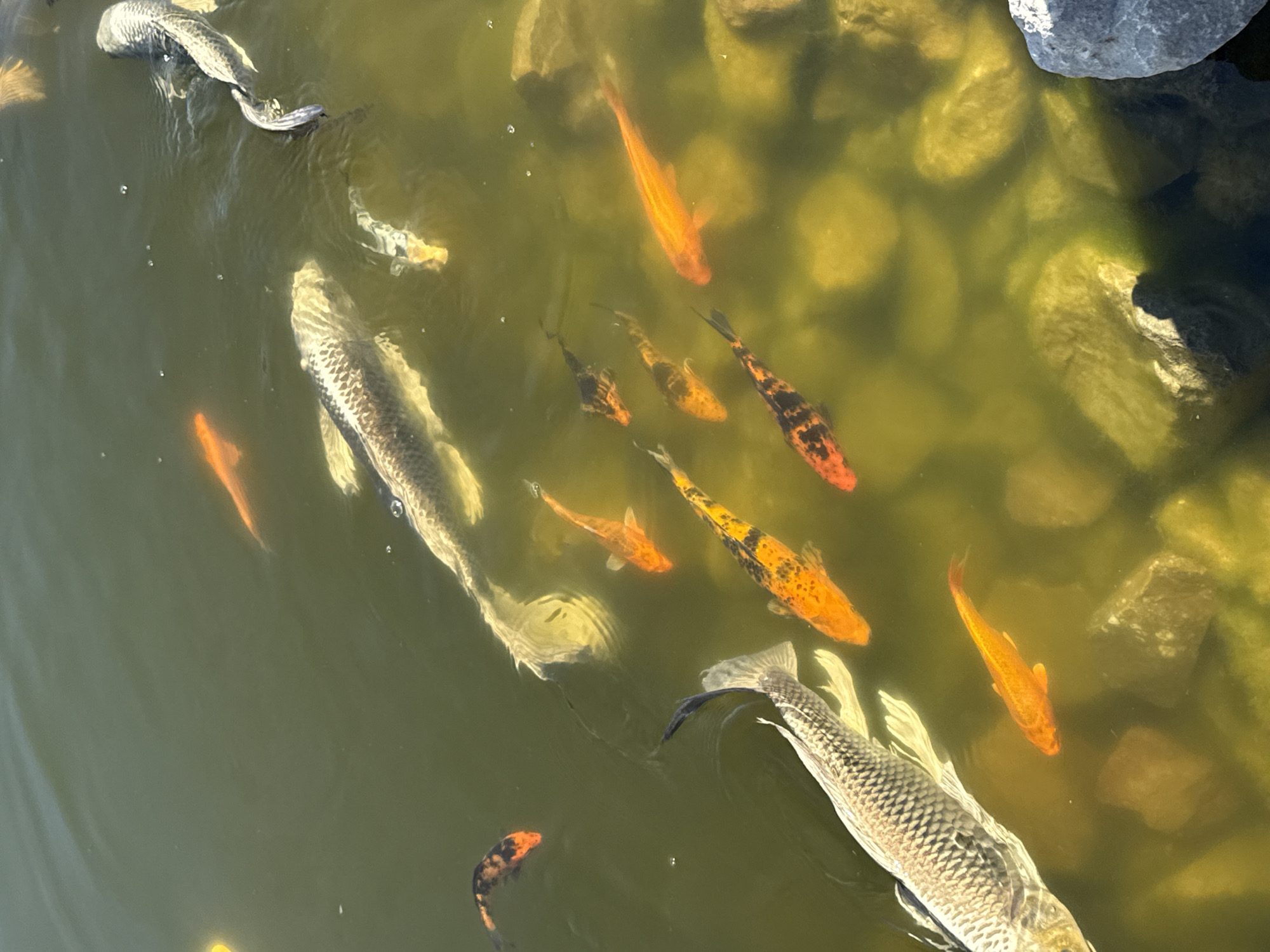 The image shows a group of koi fish swimming in a pond. The water is murky green and there are large rocks at the bottom of the pond. The fish are of various colors including orange, white, and black. One fish is very large and appears to be a different species than the koi. The lighting suggests it is daytime, with sunlight casting shadows on the pond floor. The scene is a natural setting within a city, likely a park or garden, though no specific landmarks are visible to confirm its location within Sevastopol, Ukraine.